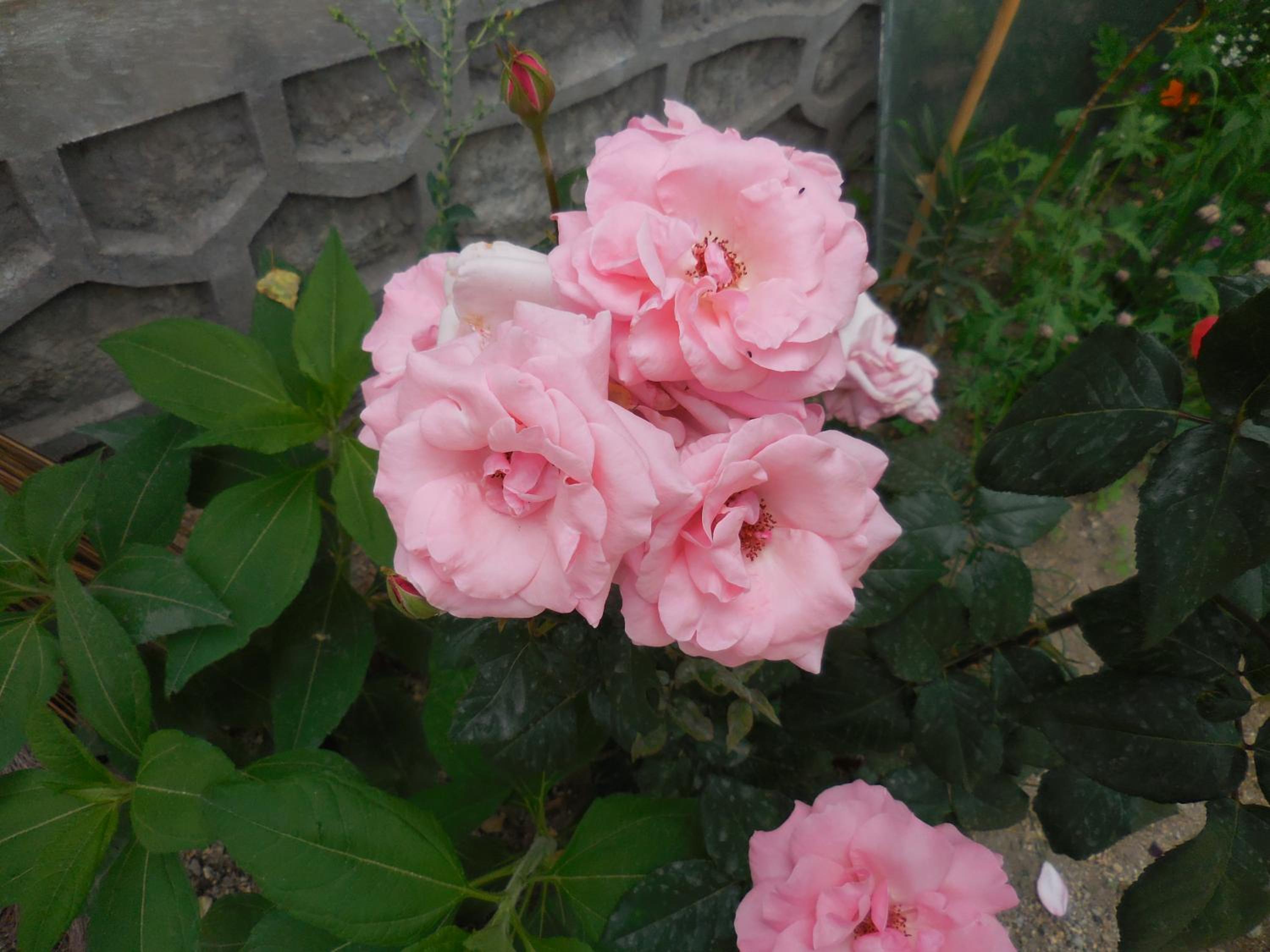 Photo 59
