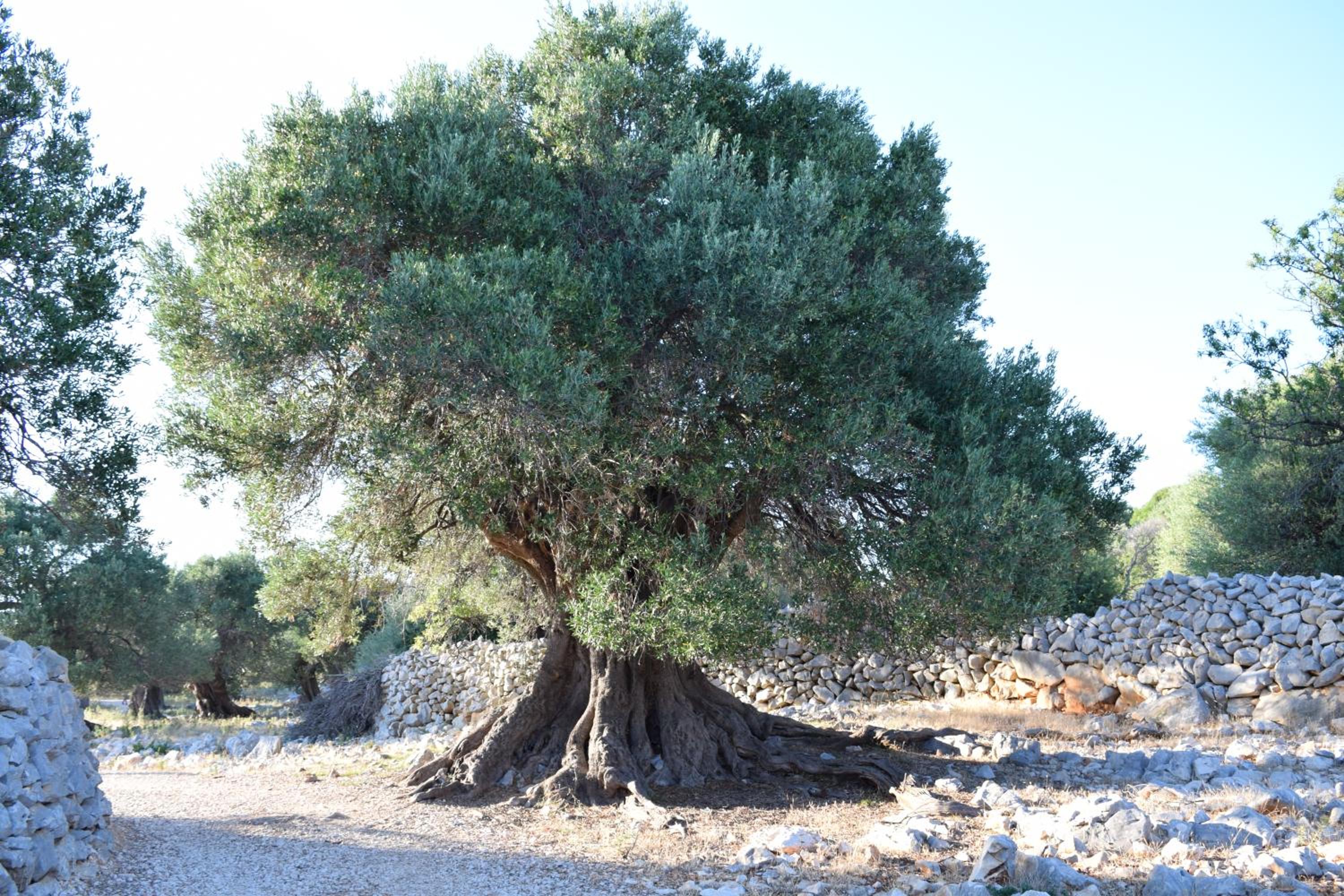 Photo 46
