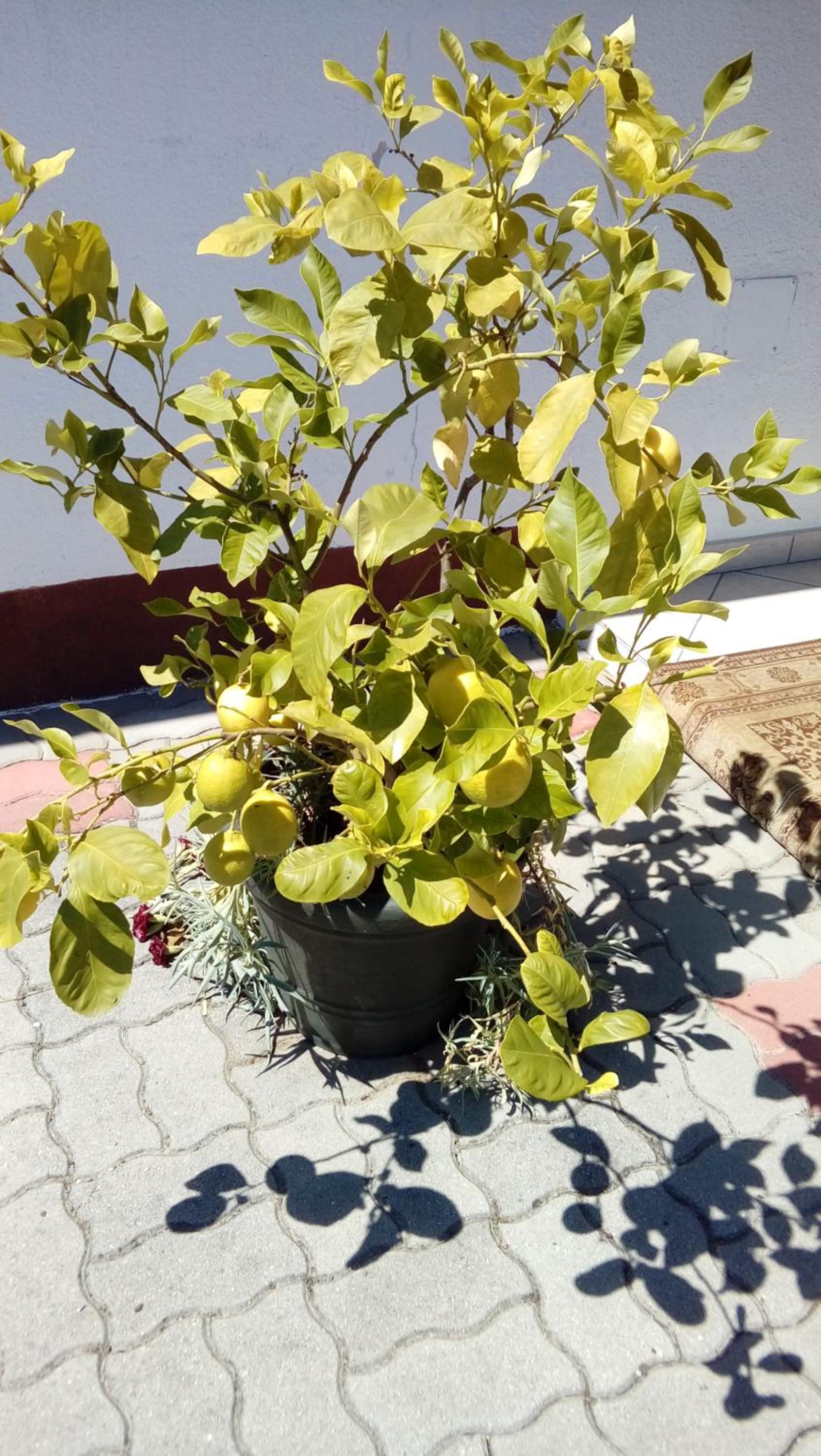 Photo 48