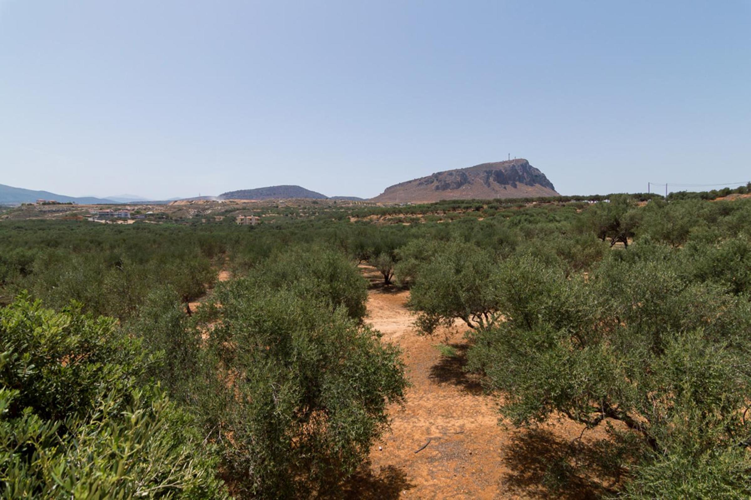 Athena Villas Olive Grove & Estate