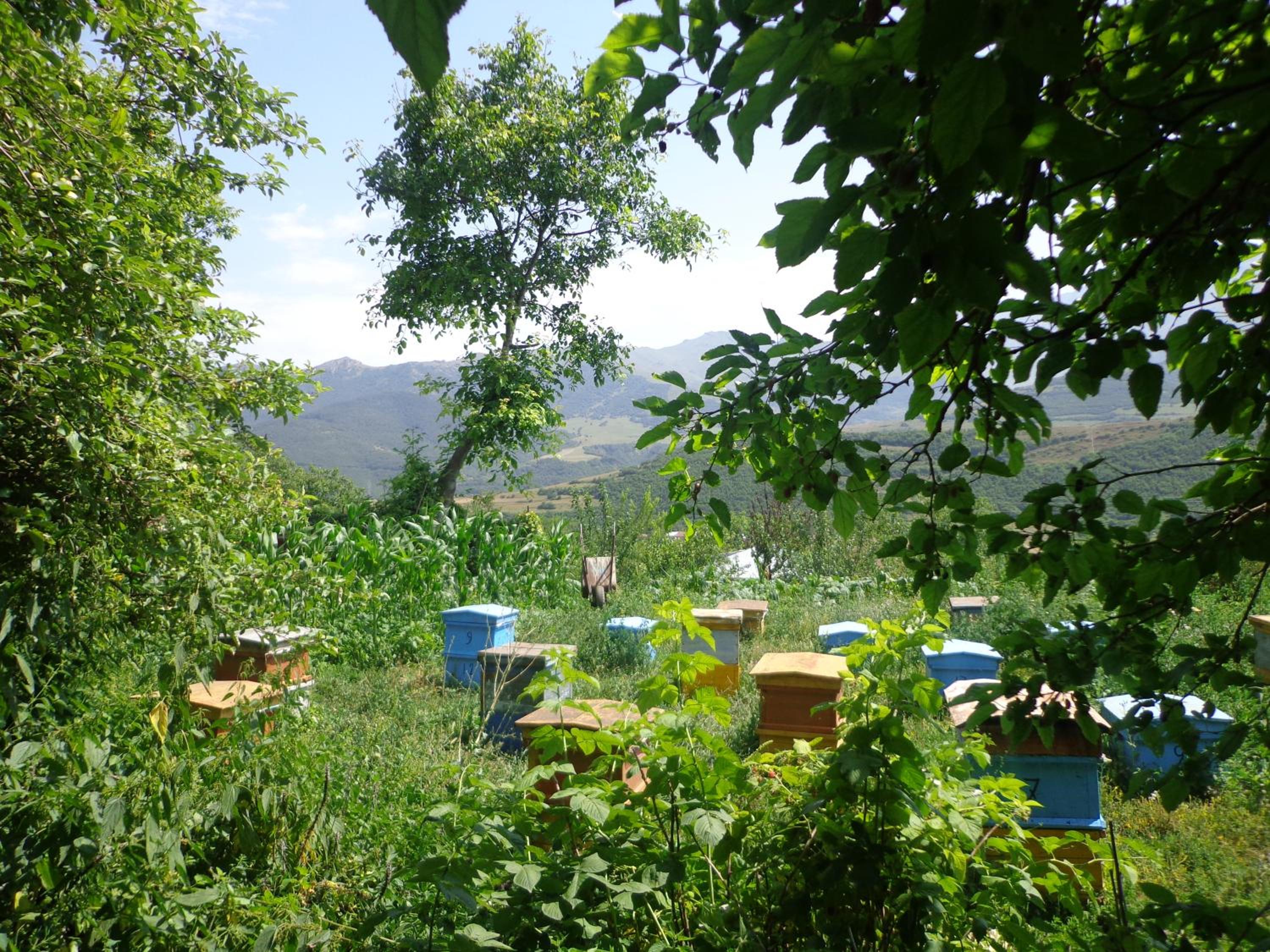 Anush`s B&B