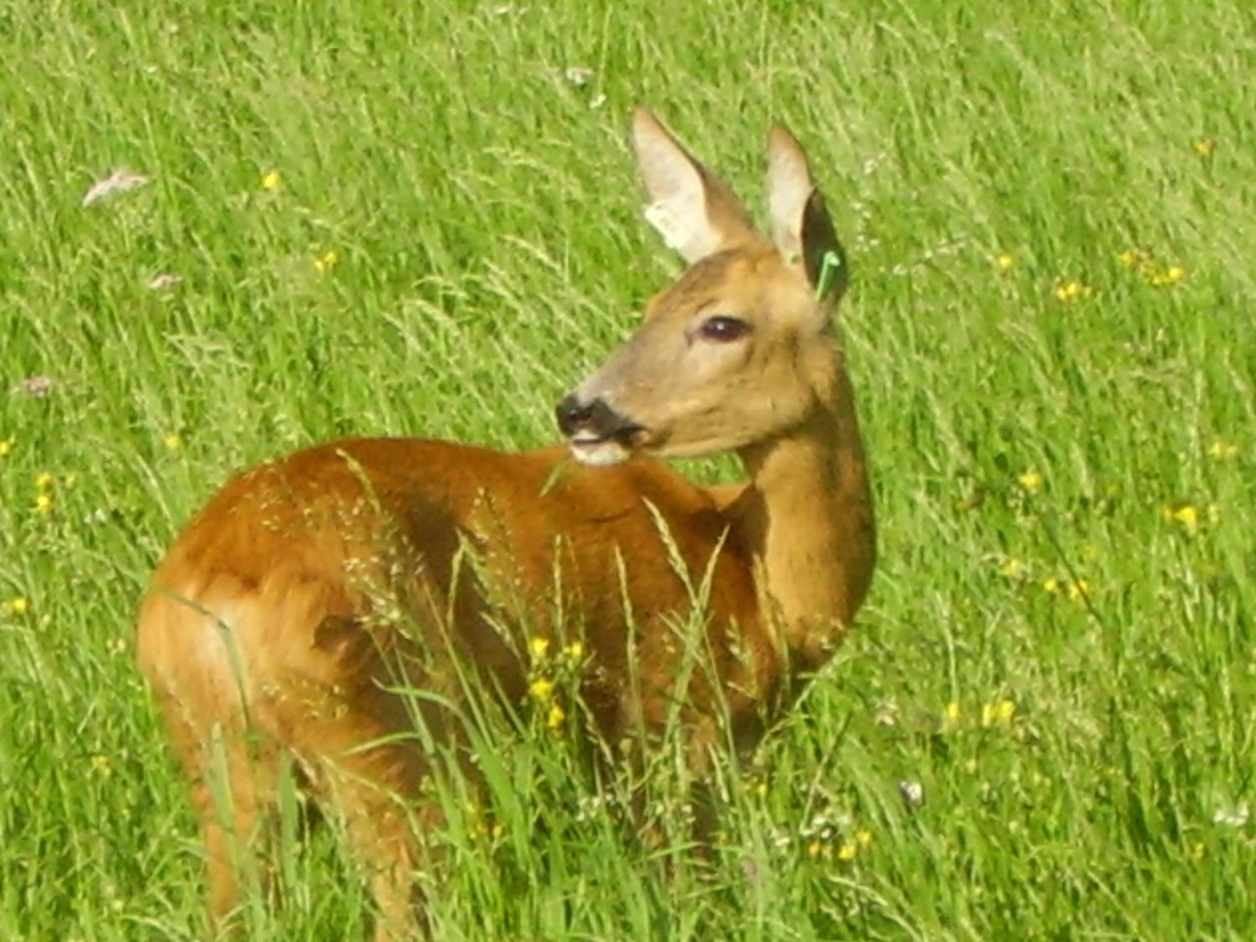 Photo 34
