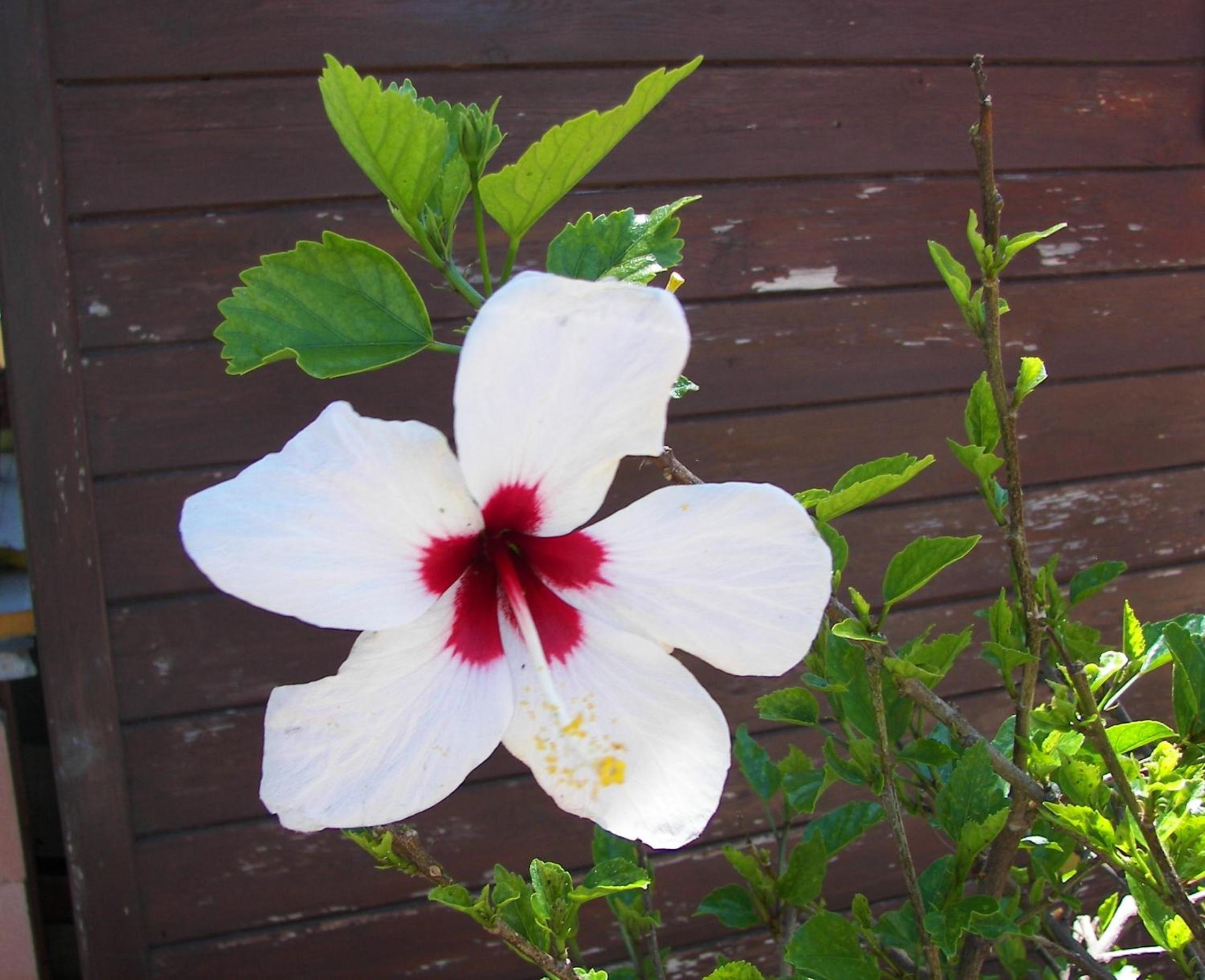 Photo 24