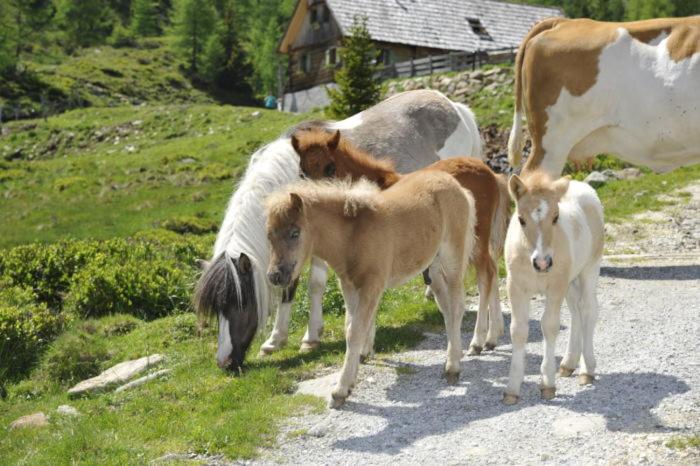 Ferienhütte Hoitahüttl
