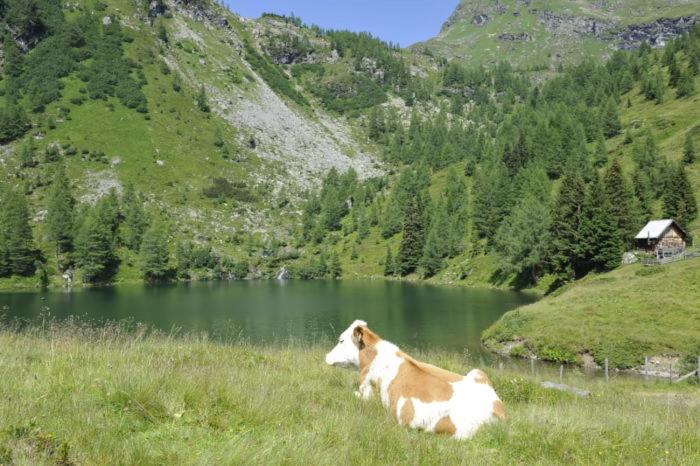 Ferienhütte Hoitahüttl
