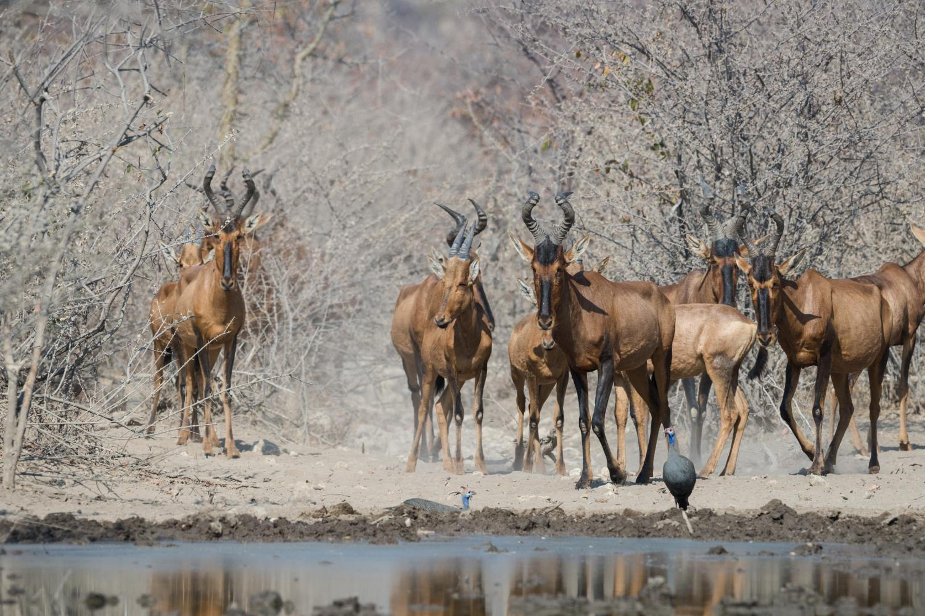 Safarihoek Lodge