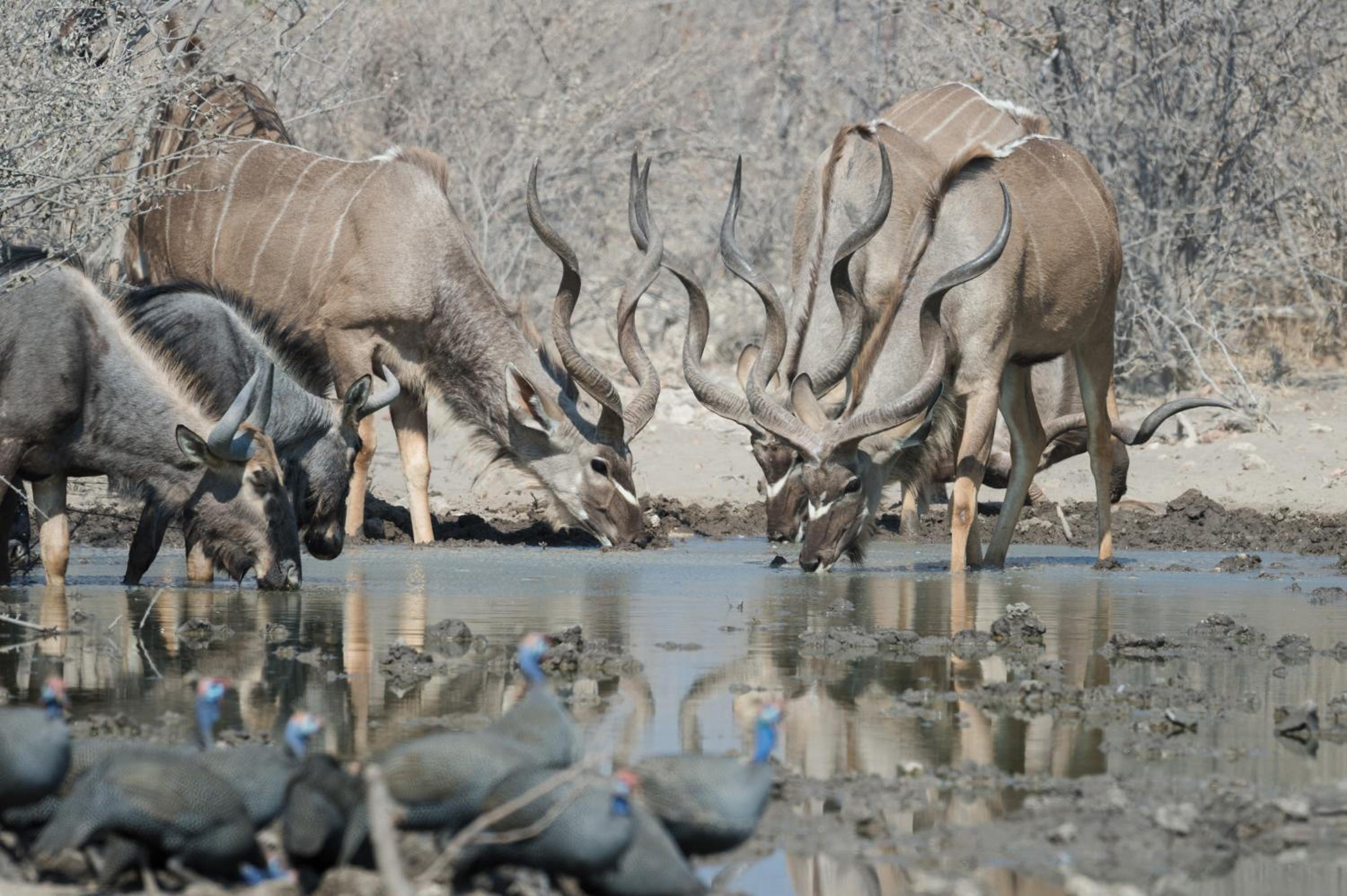 Safarihoek Lodge