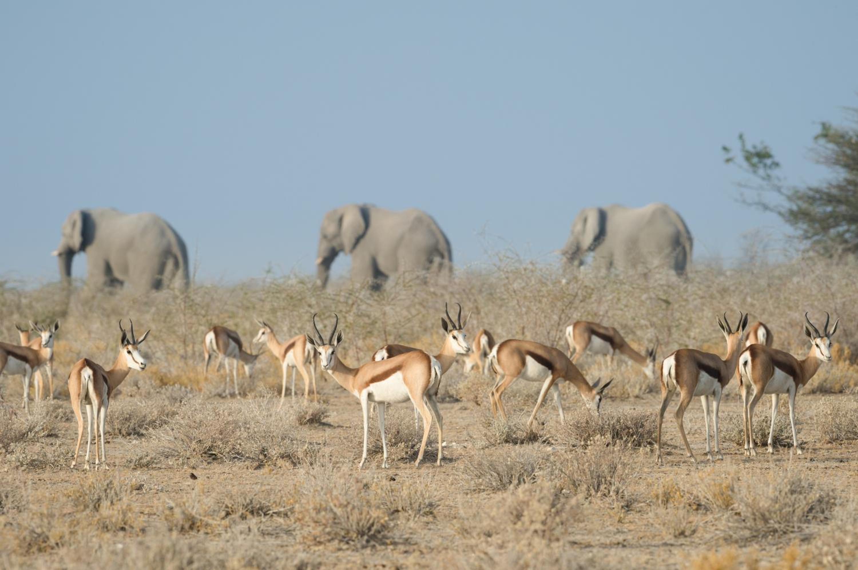 Safarihoek Lodge