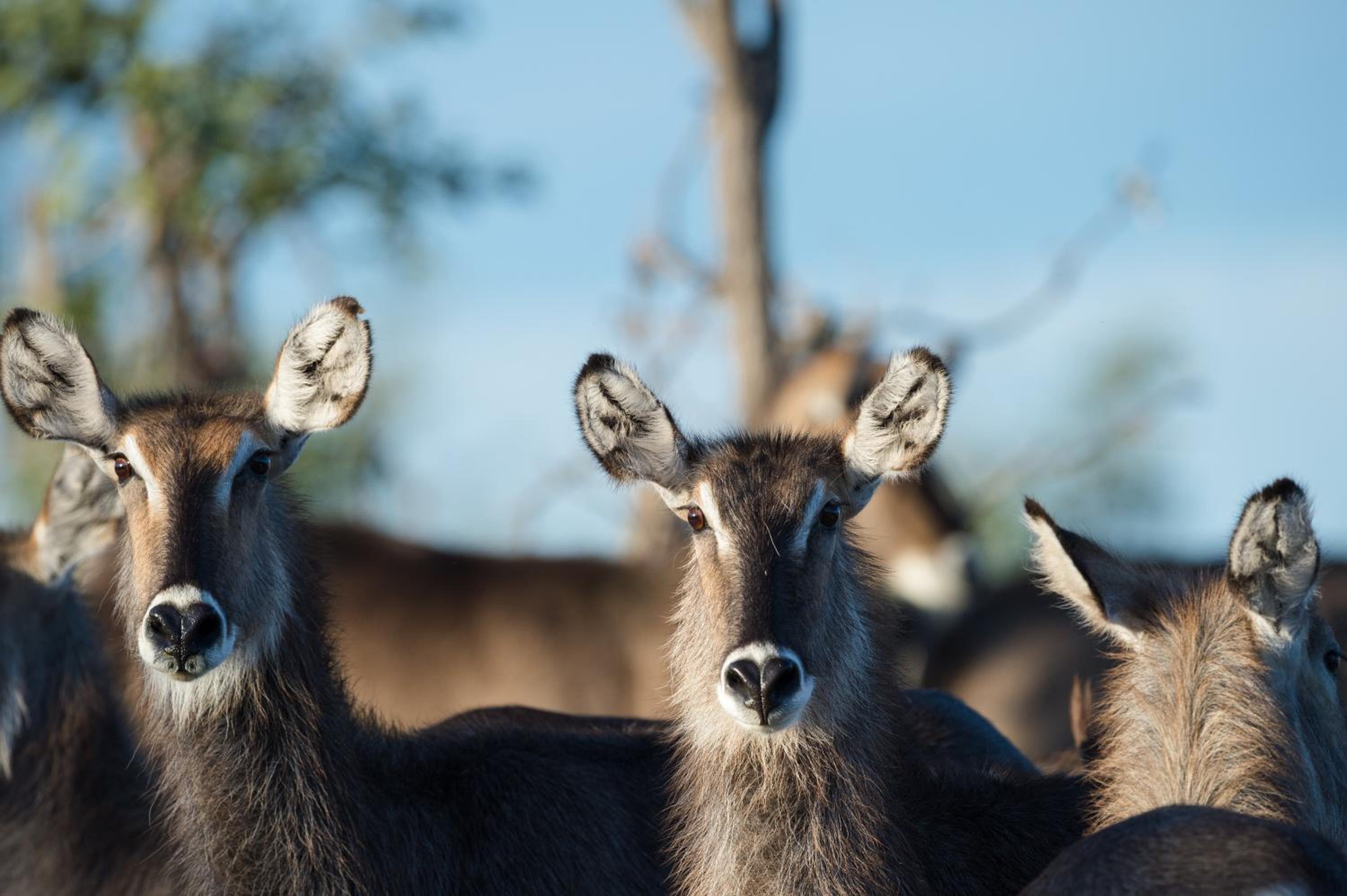 Safarihoek Lodge