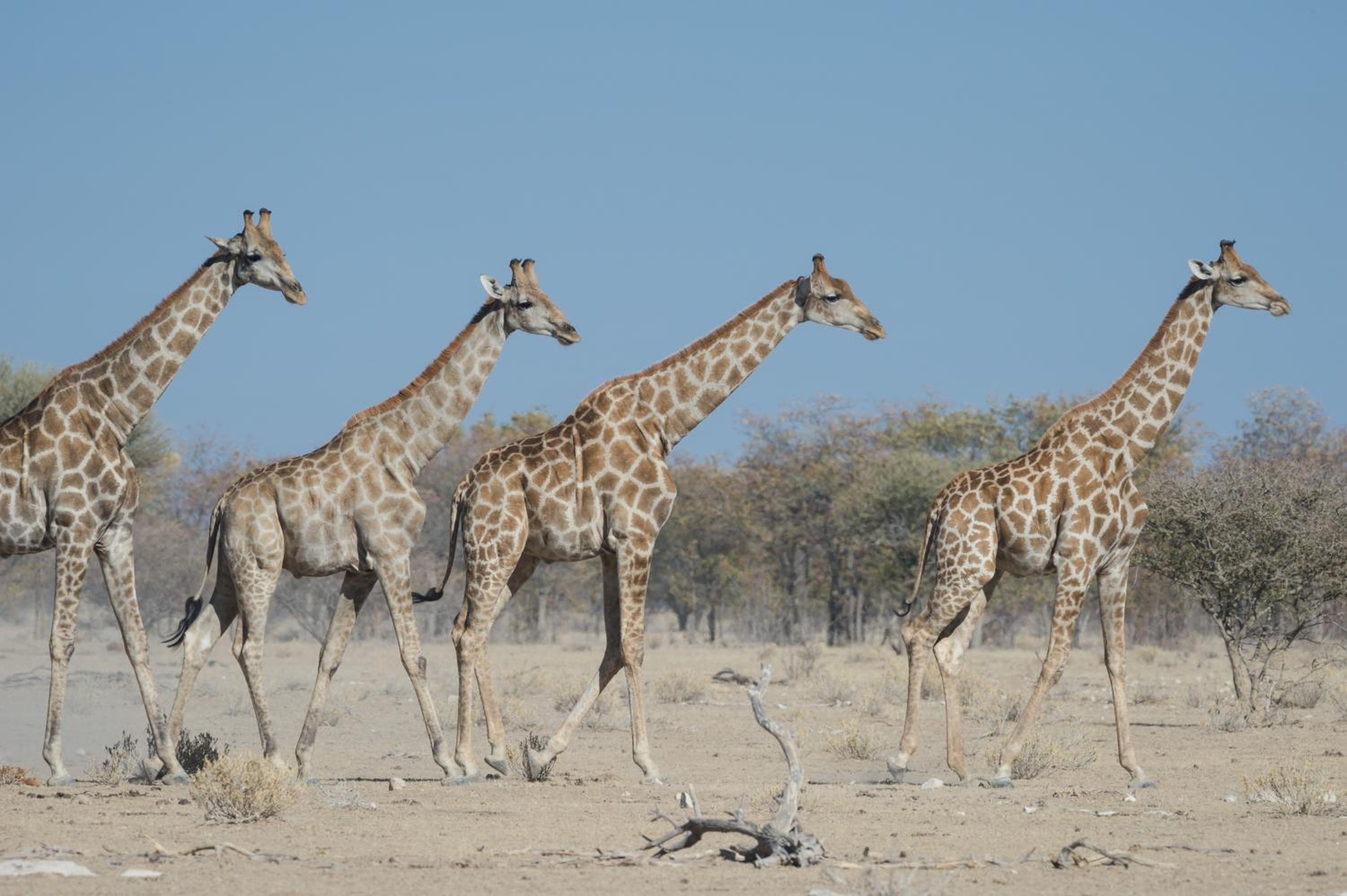 Safarihoek Lodge