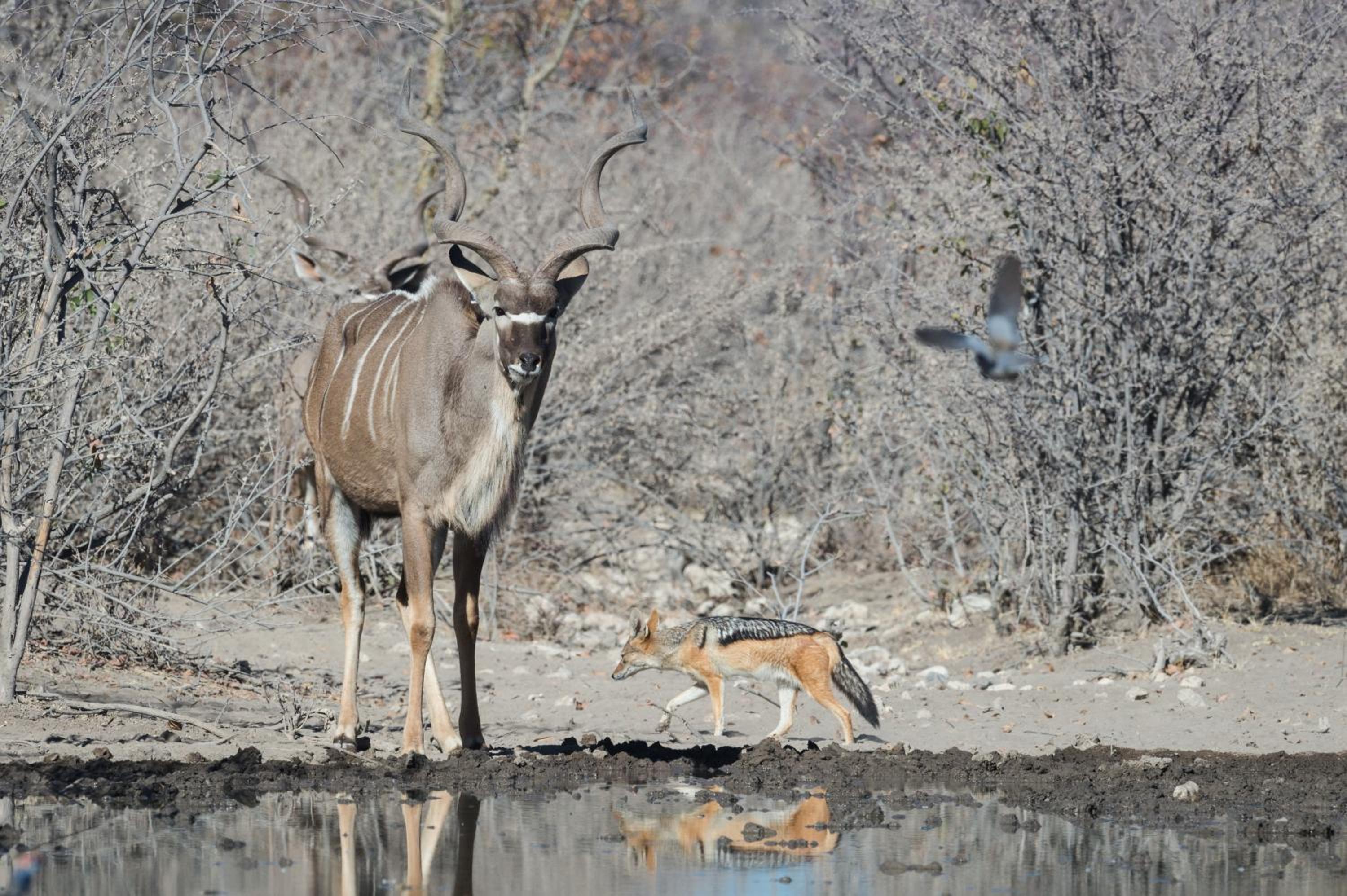 Safarihoek Lodge