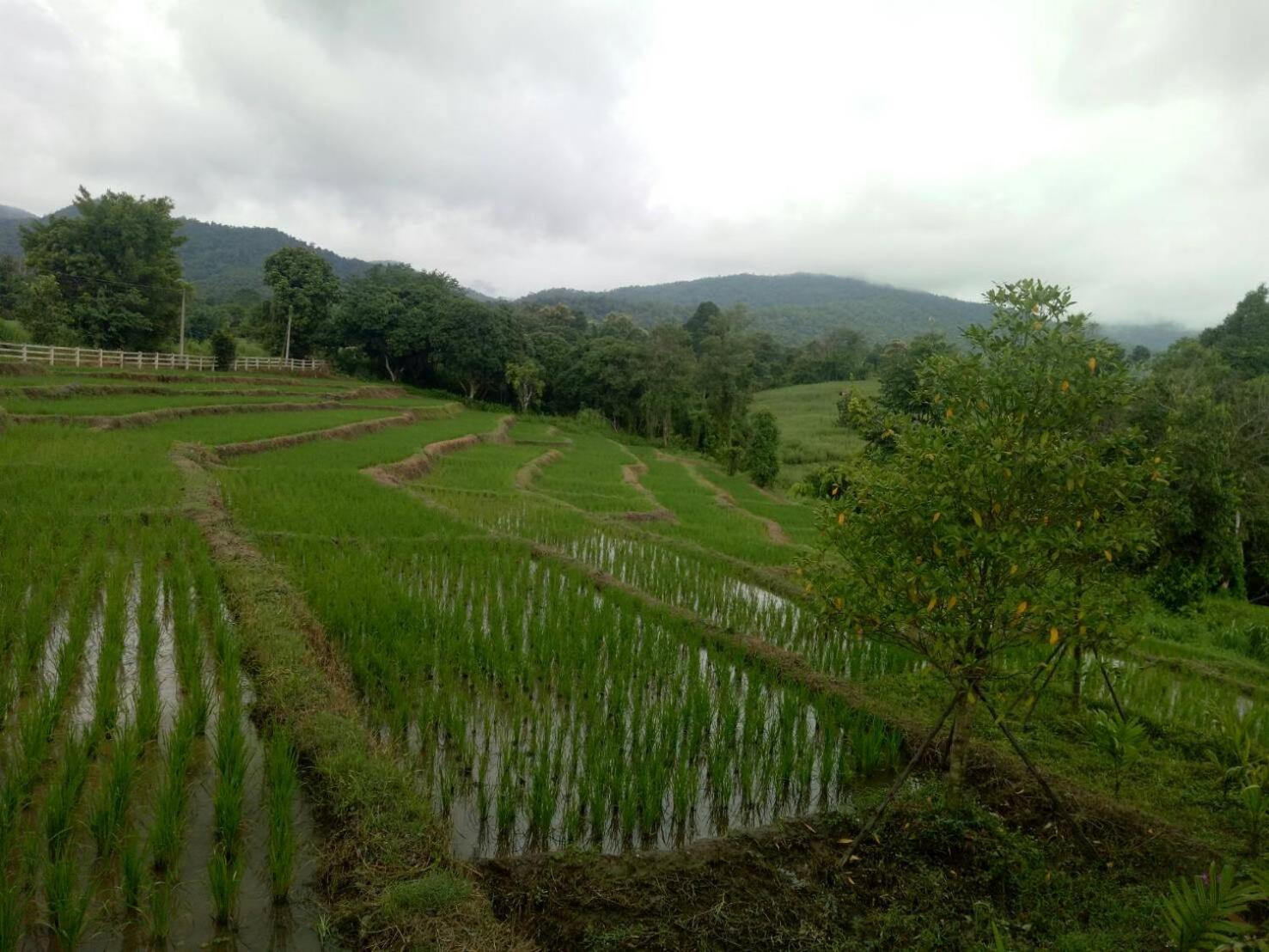 Buraphat Resort