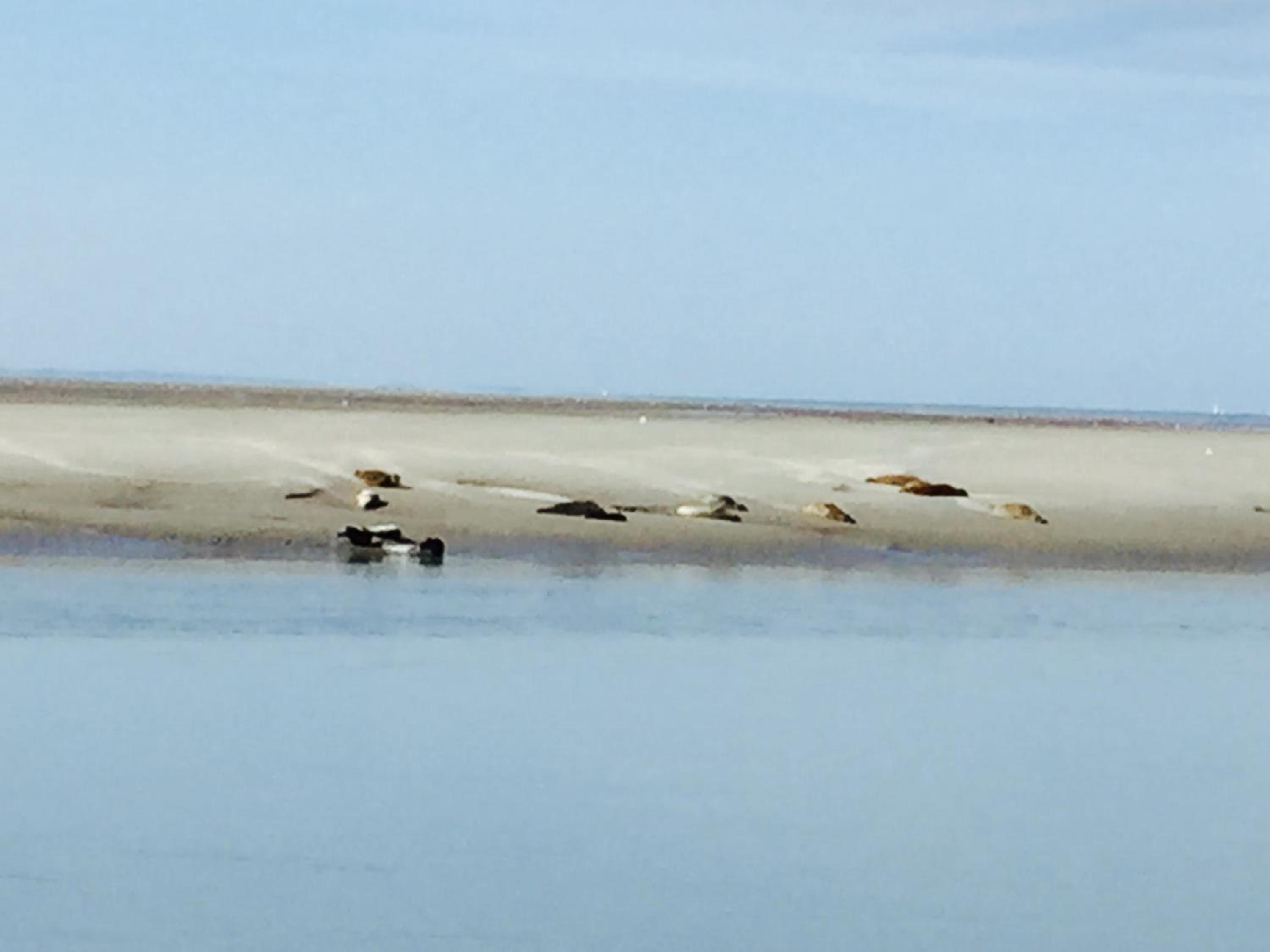 Oyats baie, photo 28