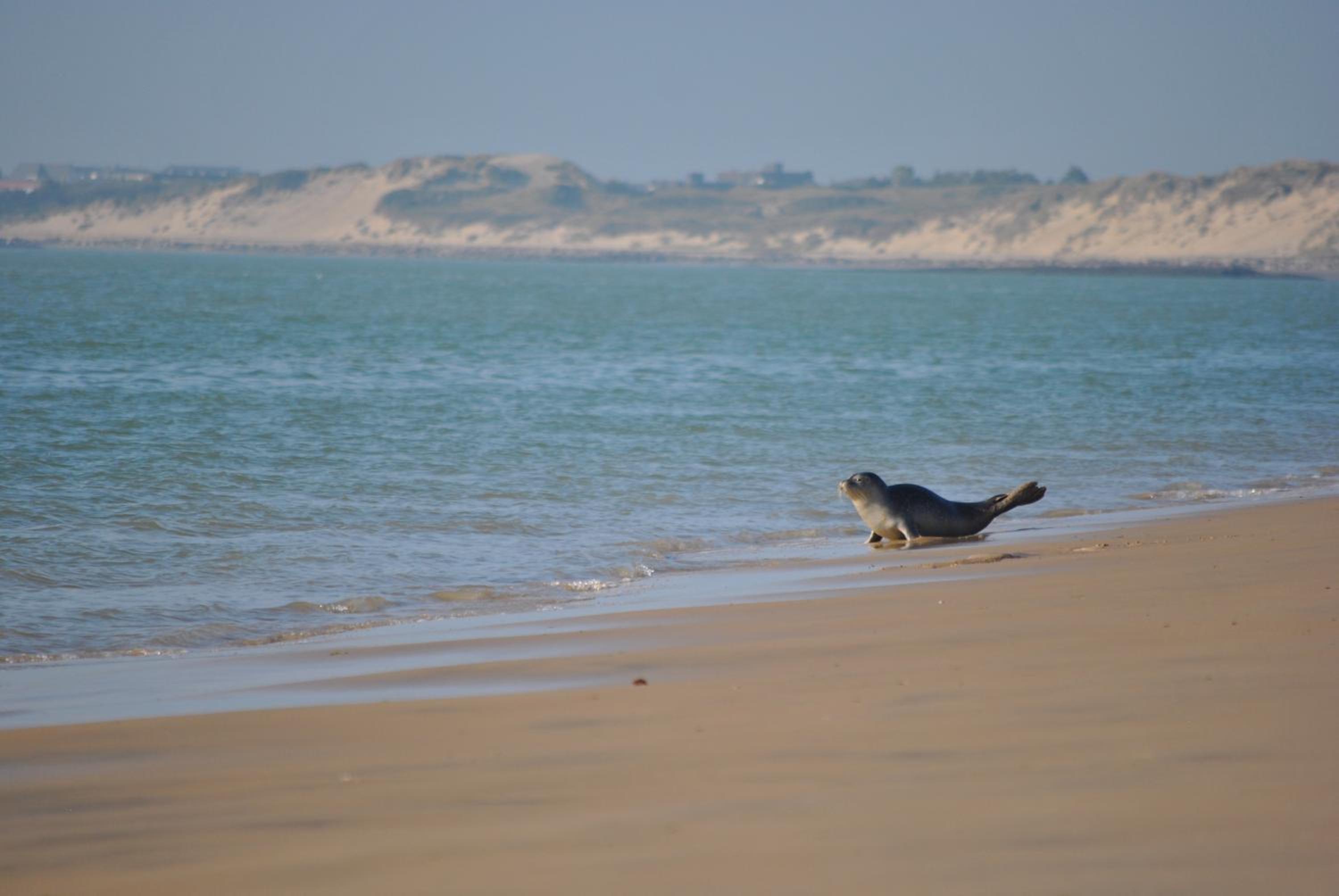 Oyats baie, photo 39