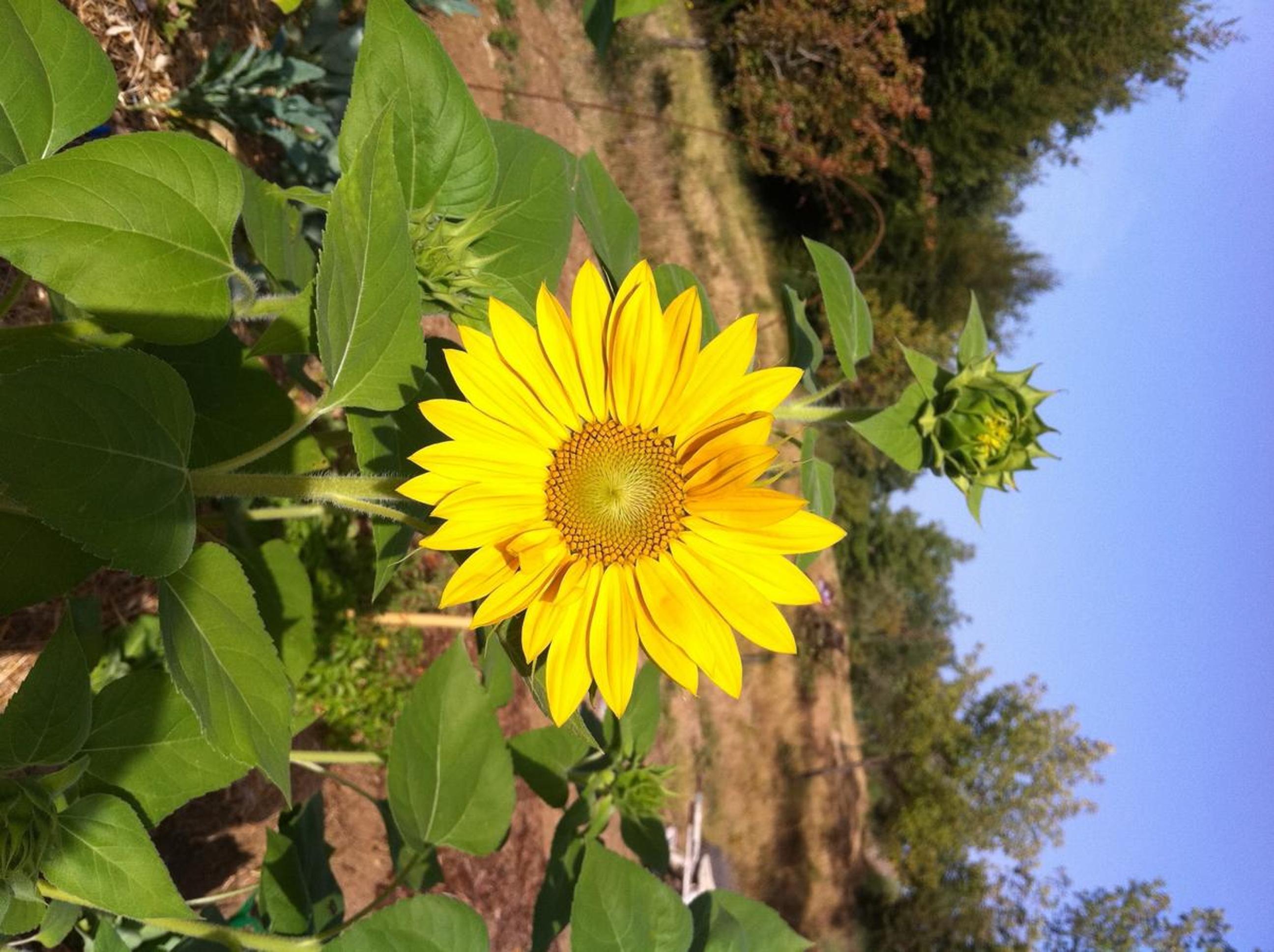 Le Case Della Buca Agriturismo ed Agricampeggio