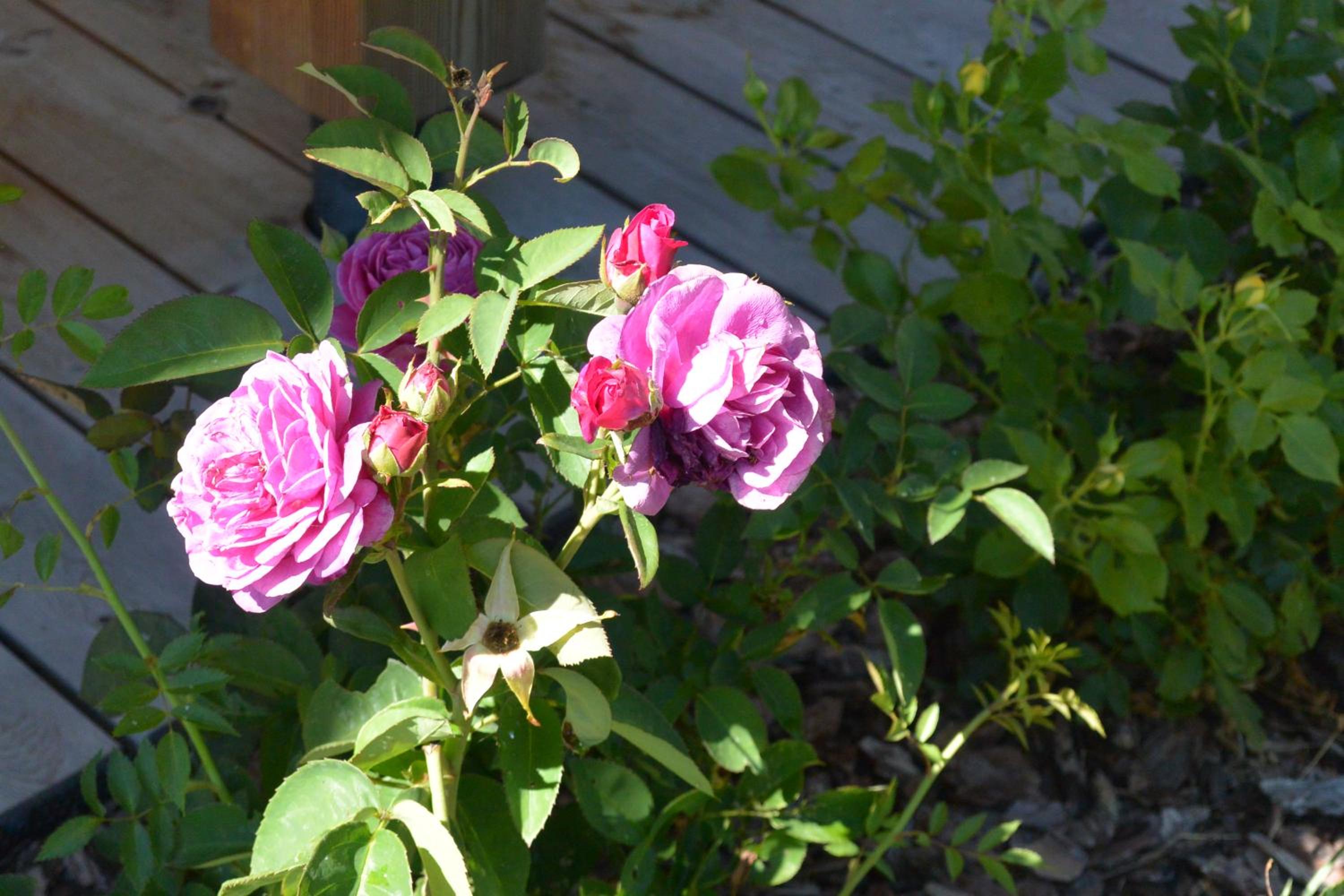 Photo 13