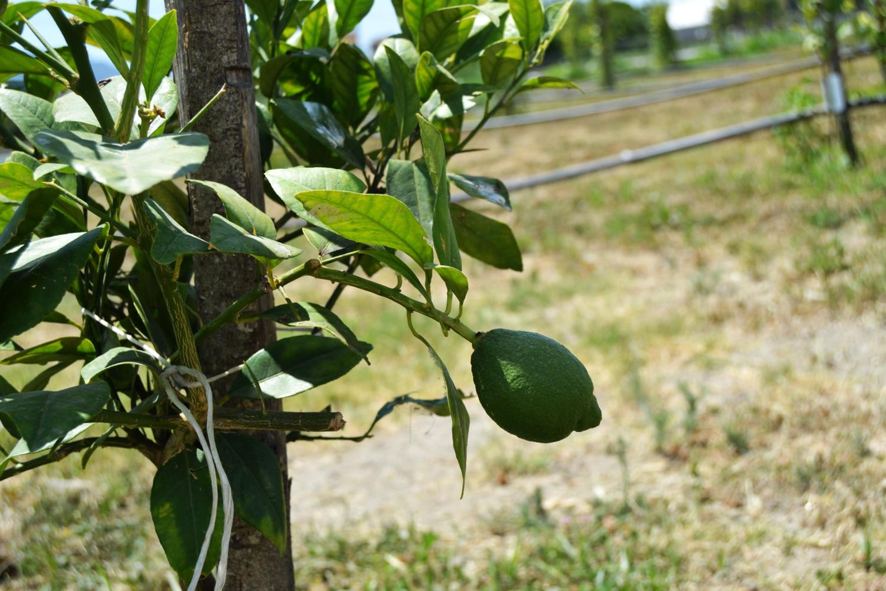 Beatrice Home