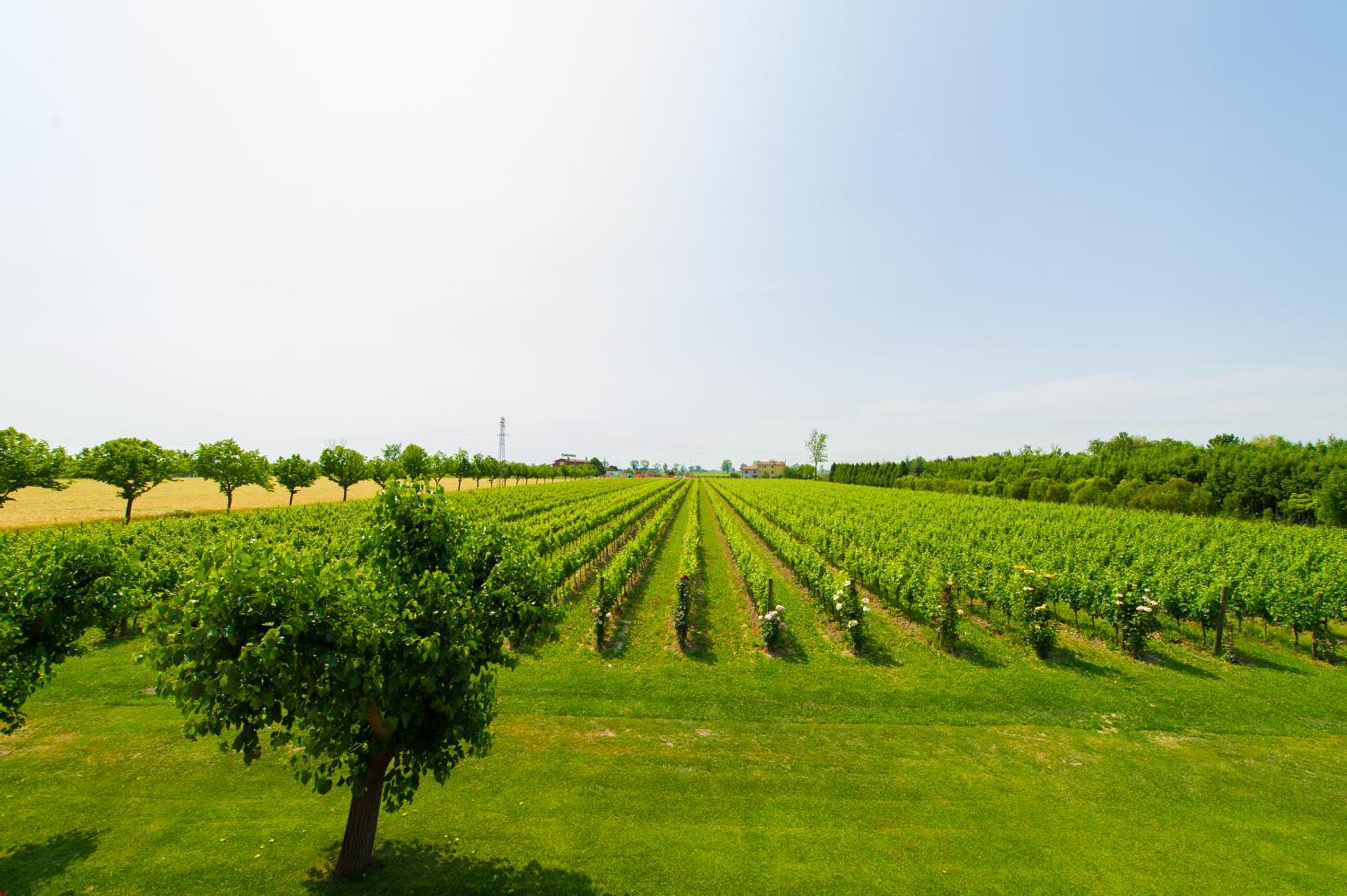 Agriturismo Albafiorita