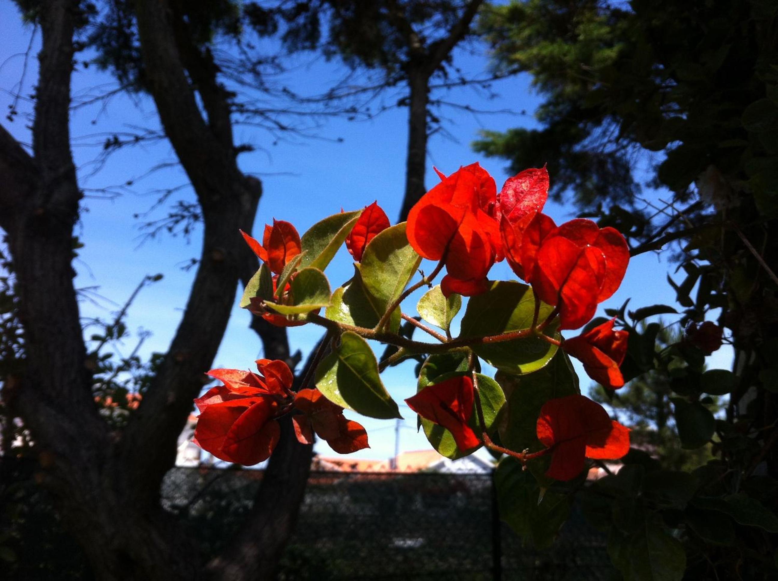 Photo 40