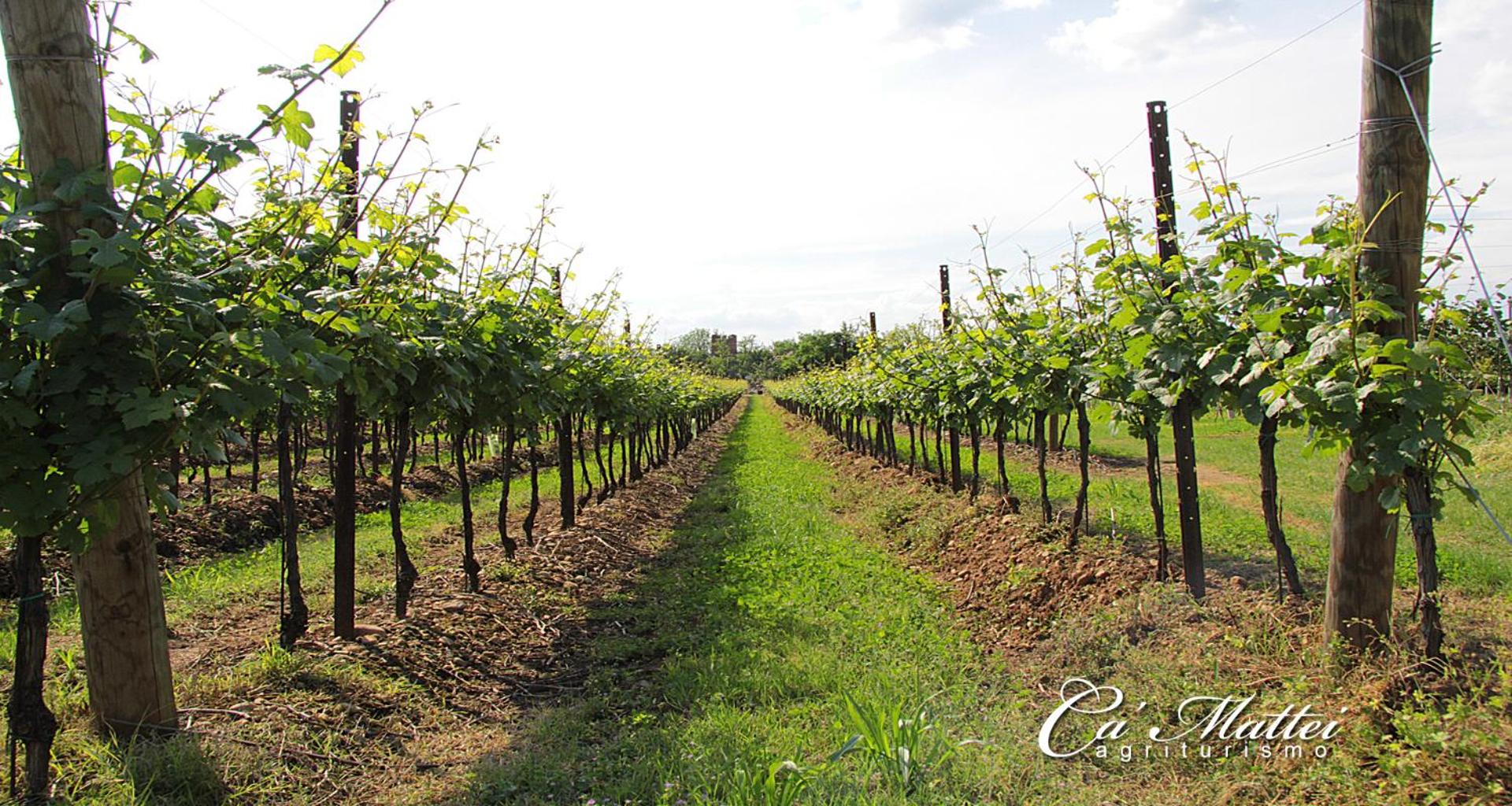 AGRITURISMO CA'MATTEI view 5