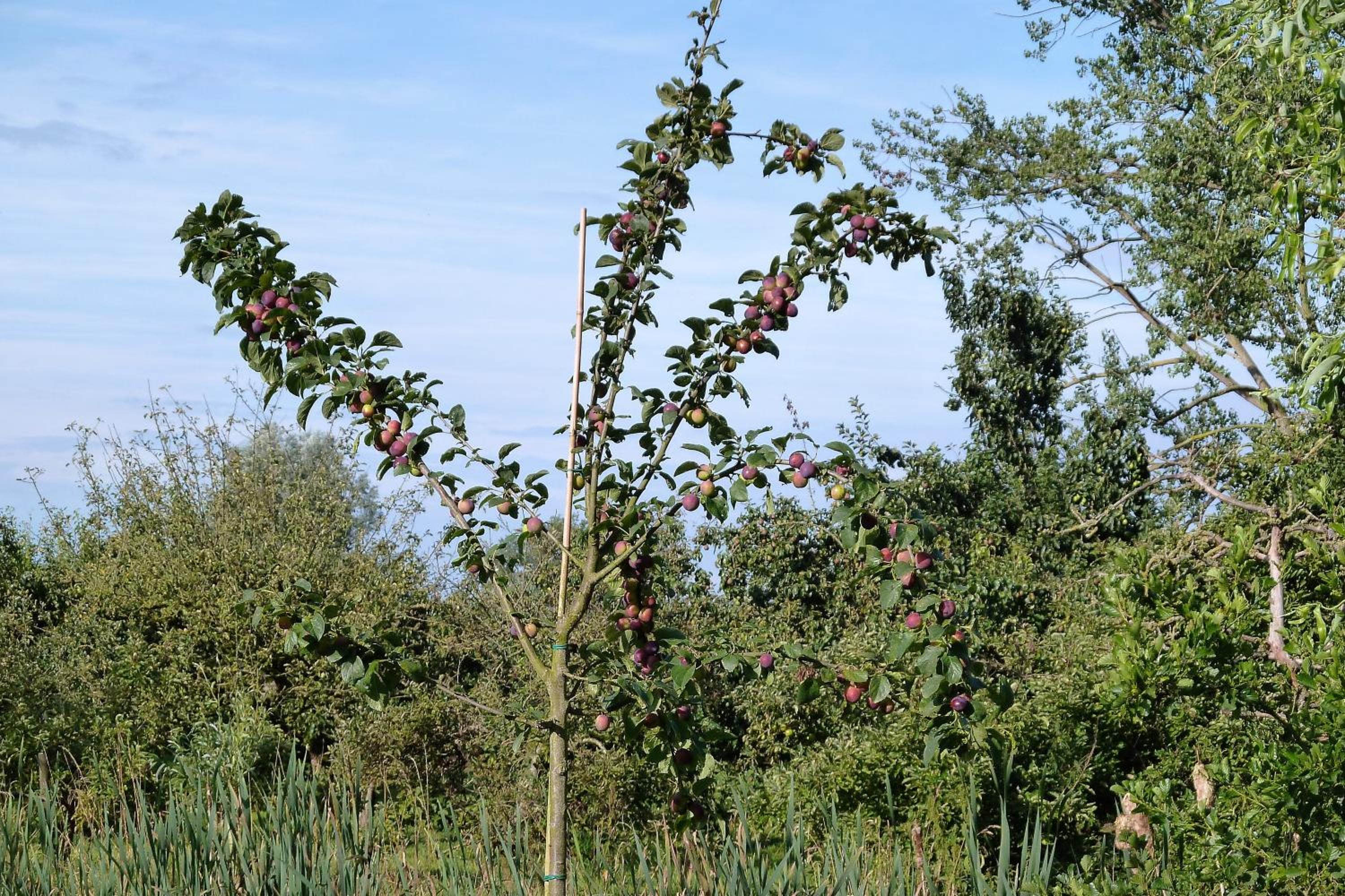 Photo 20