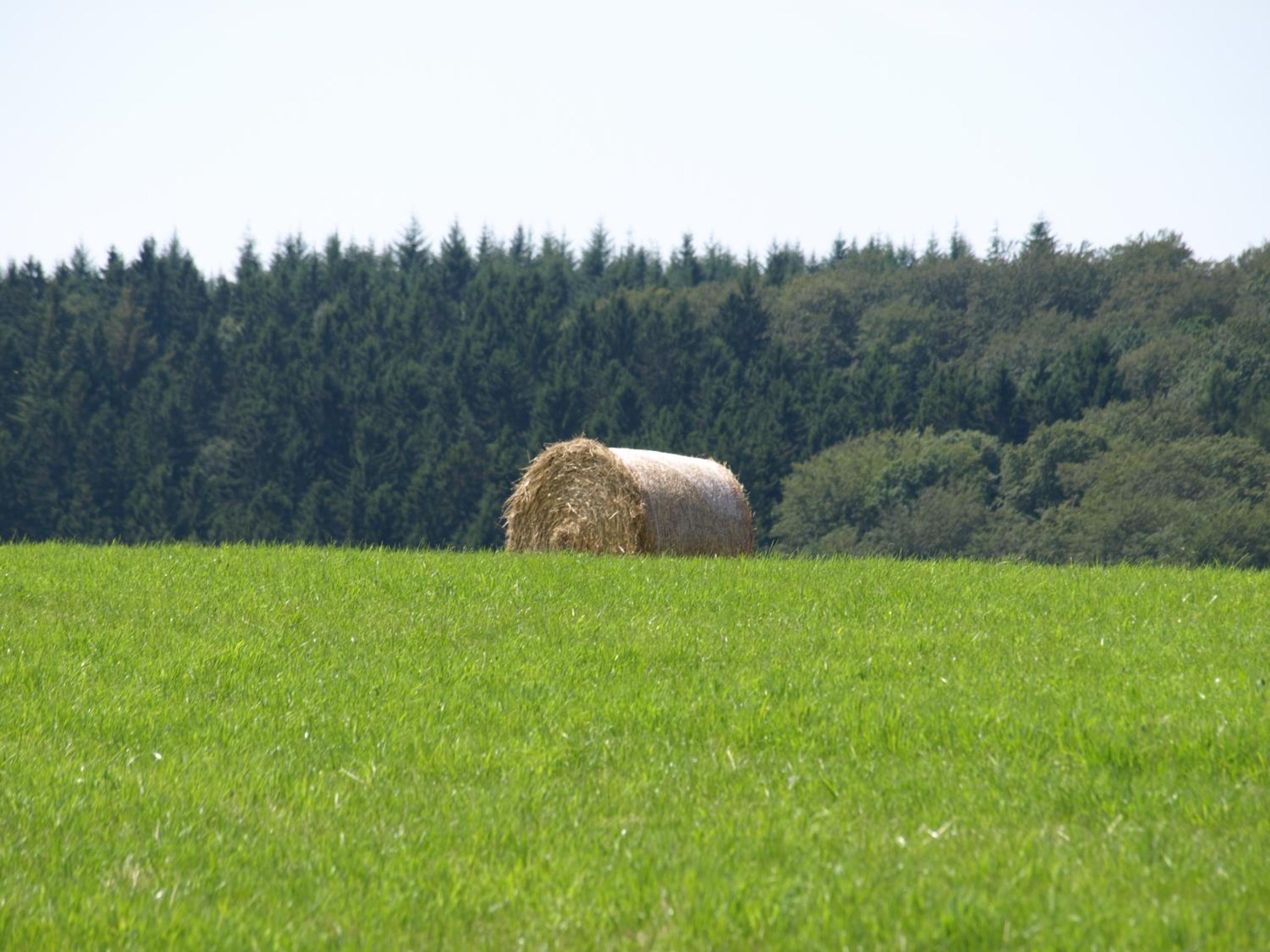 Das Alte Forsthaus view 5