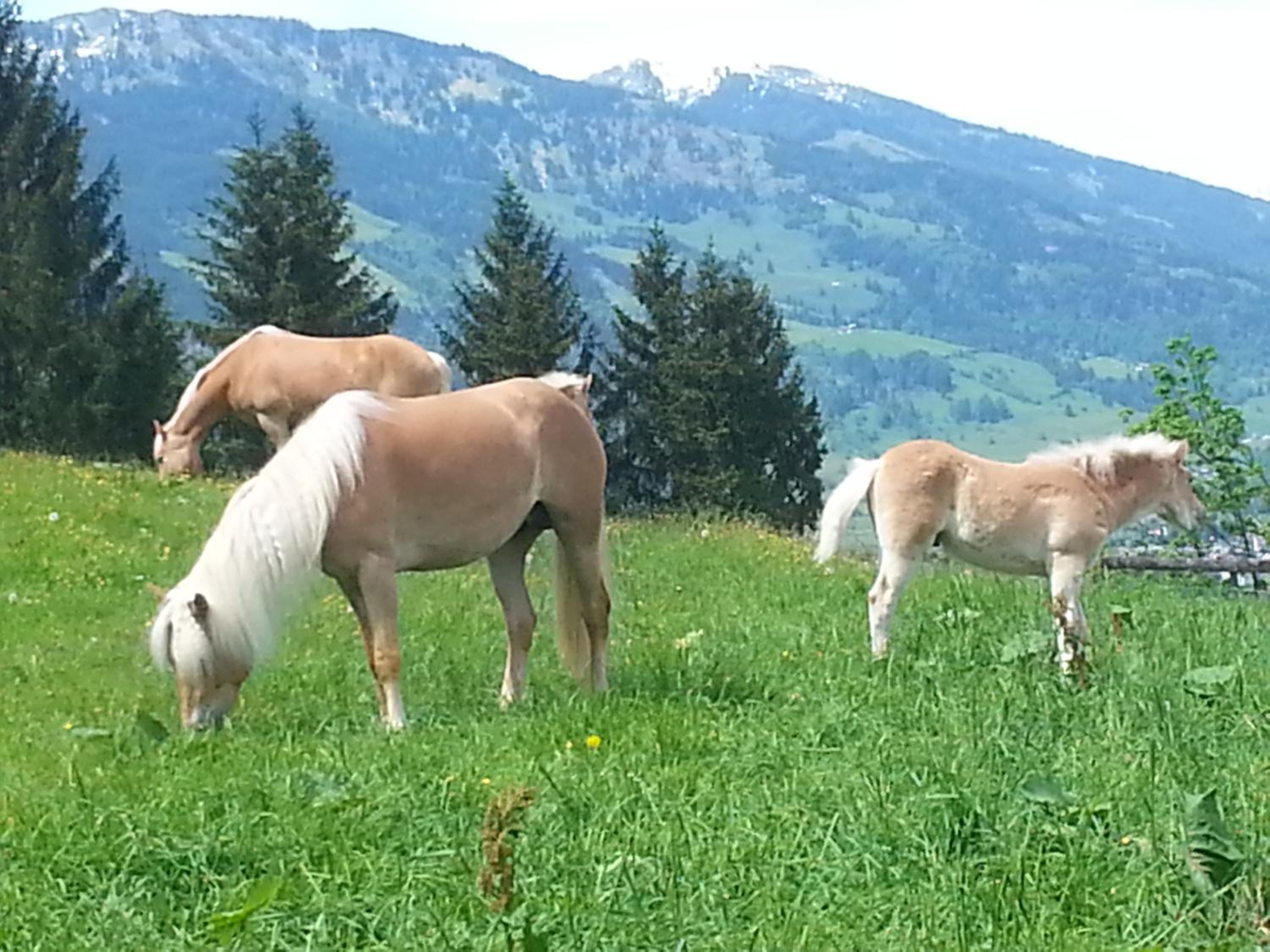 Schmalzgrubengut