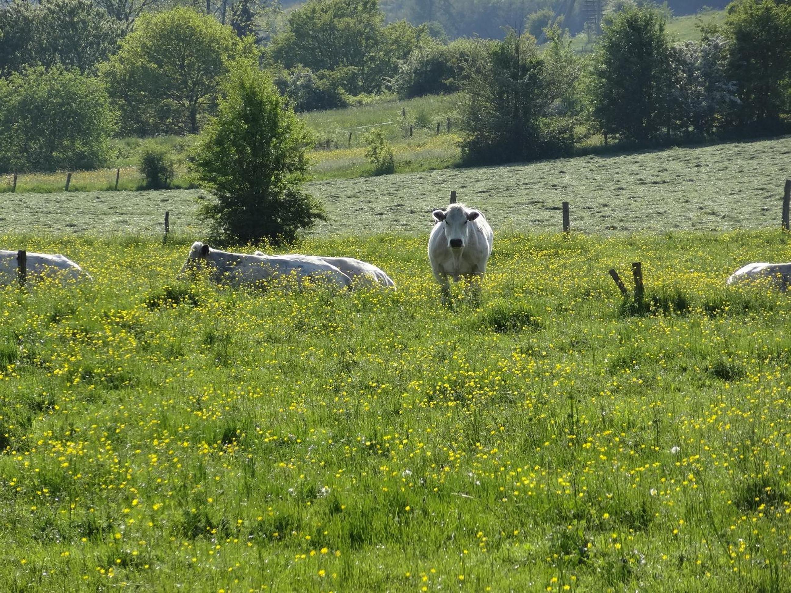 La Fermette Blanche