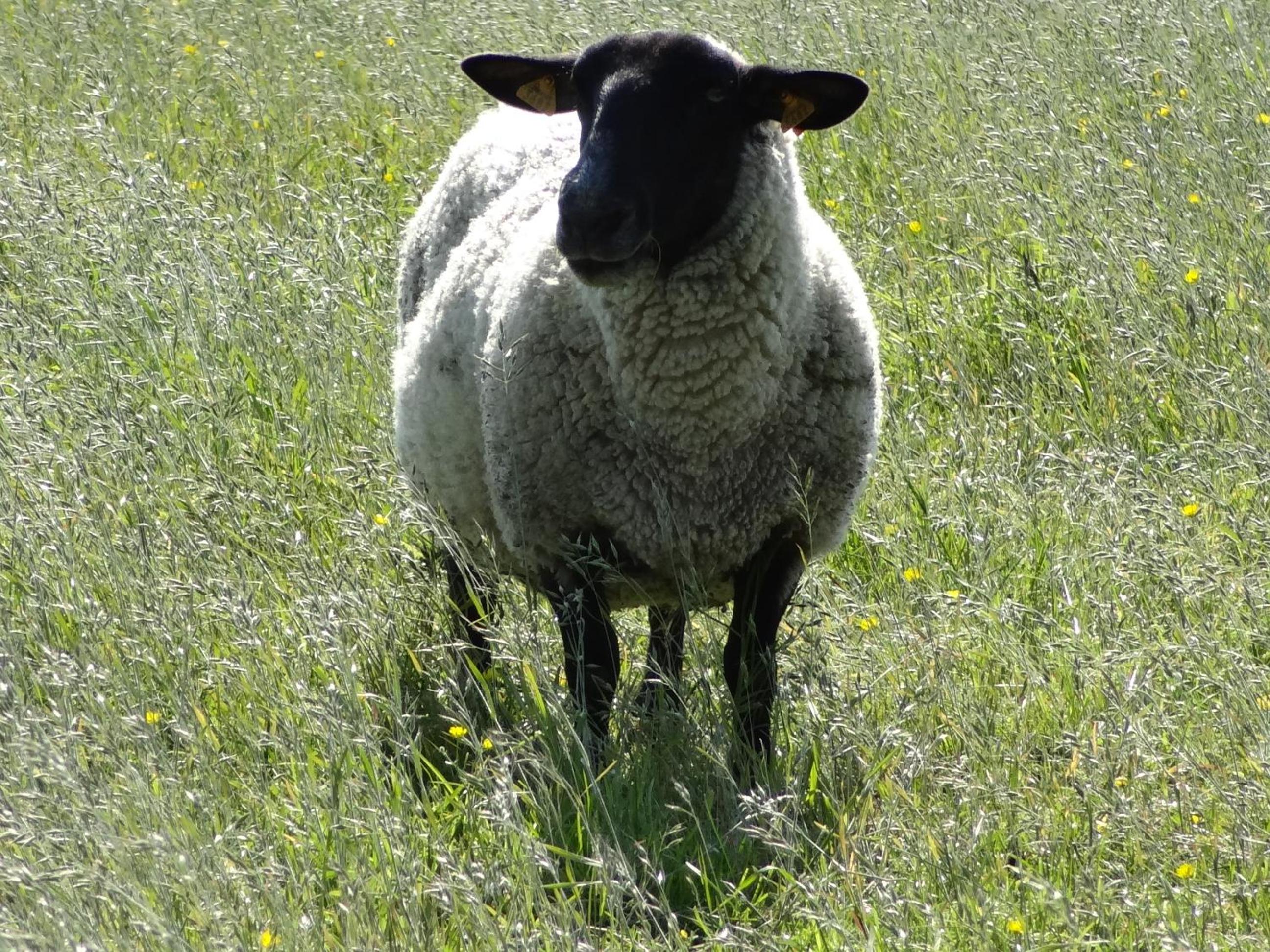 La Fermette Blanche