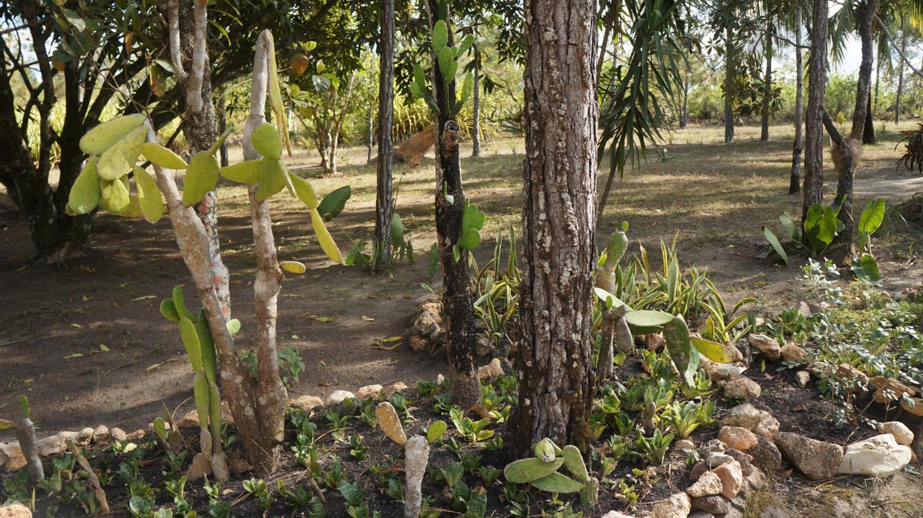 Belize Vacations - Pine Ridge Lodge - Property Image 12