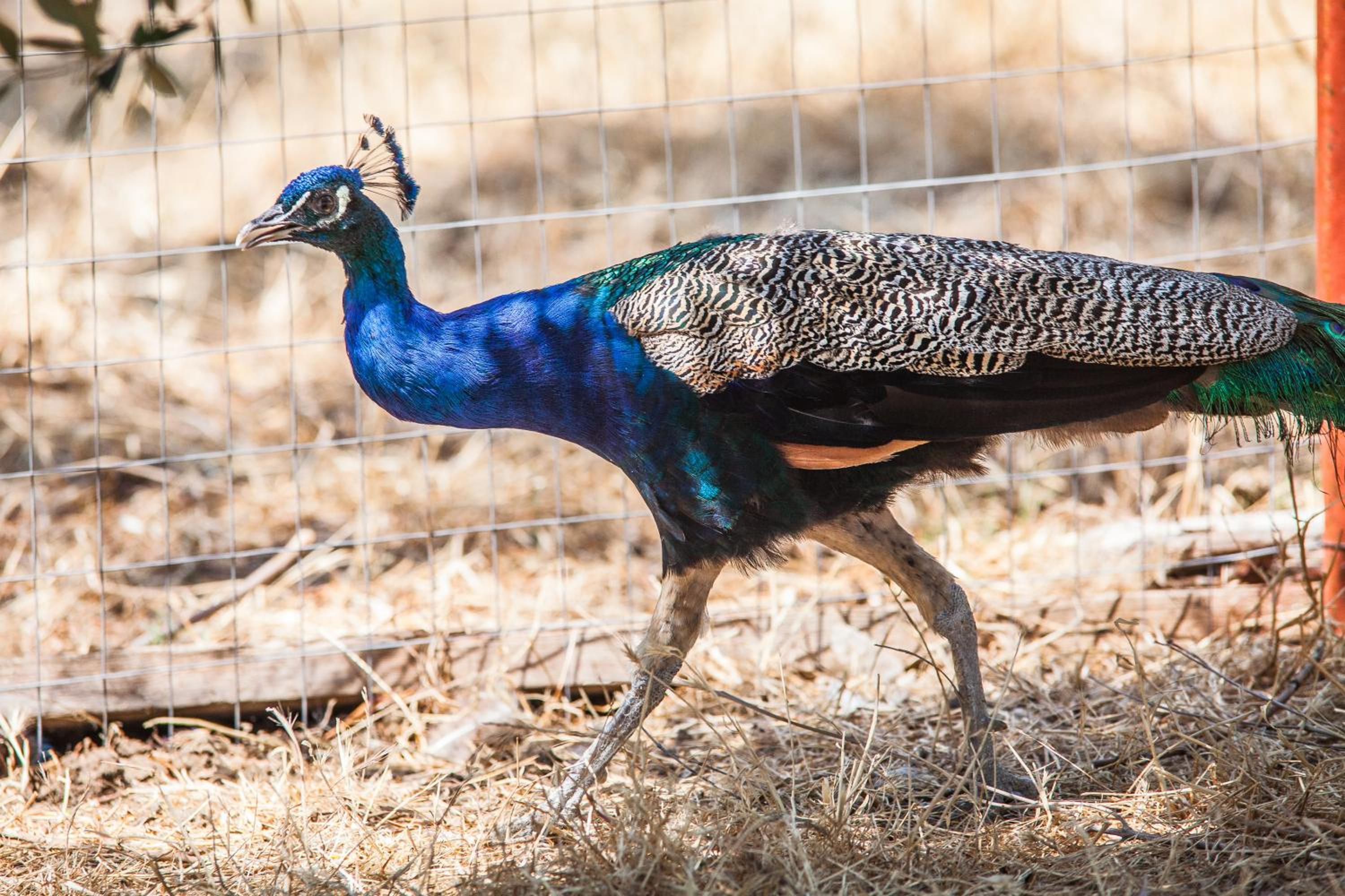 Il Gallo Con Gli Stivali