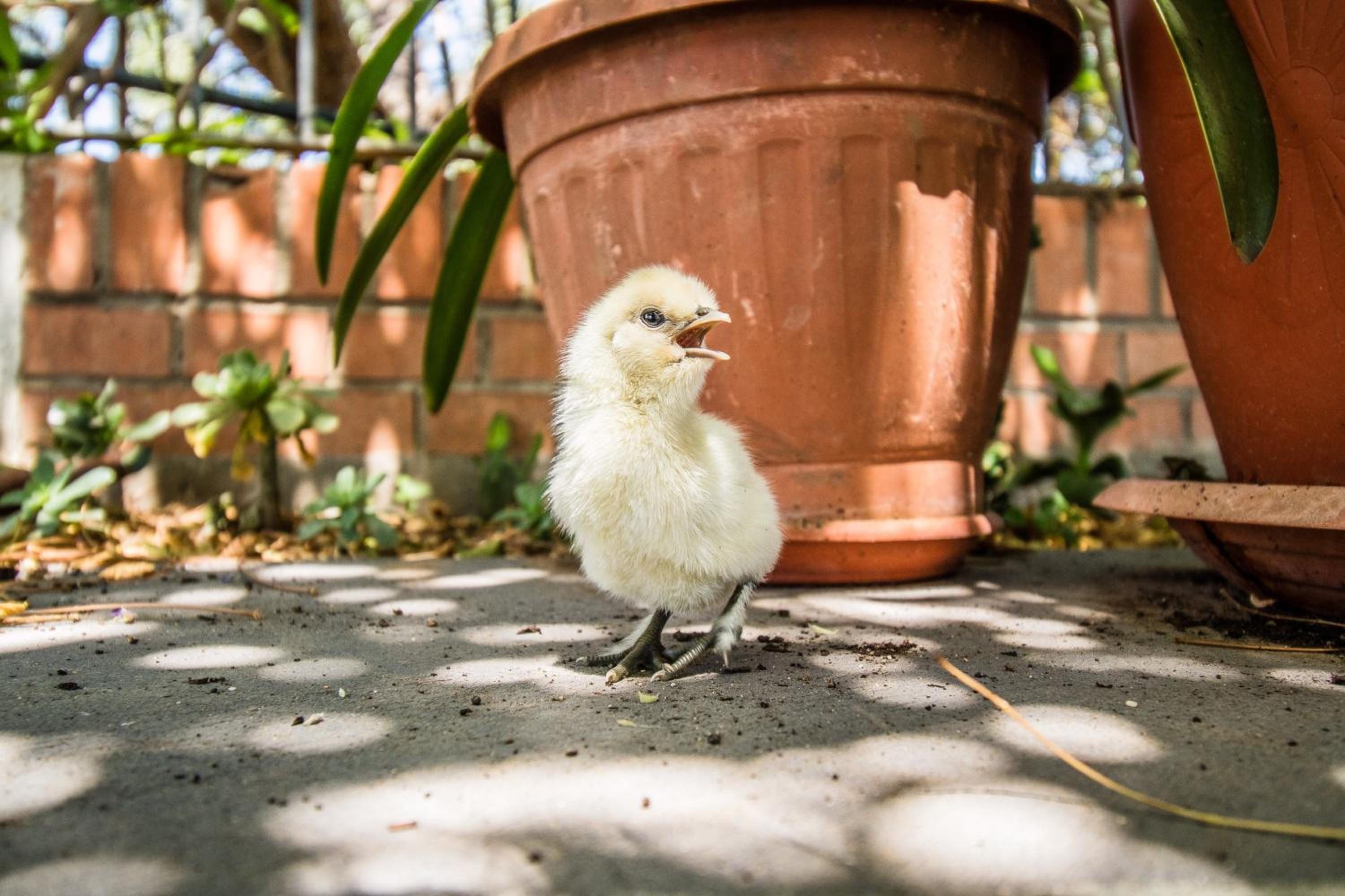 Il Gallo Con Gli Stivali