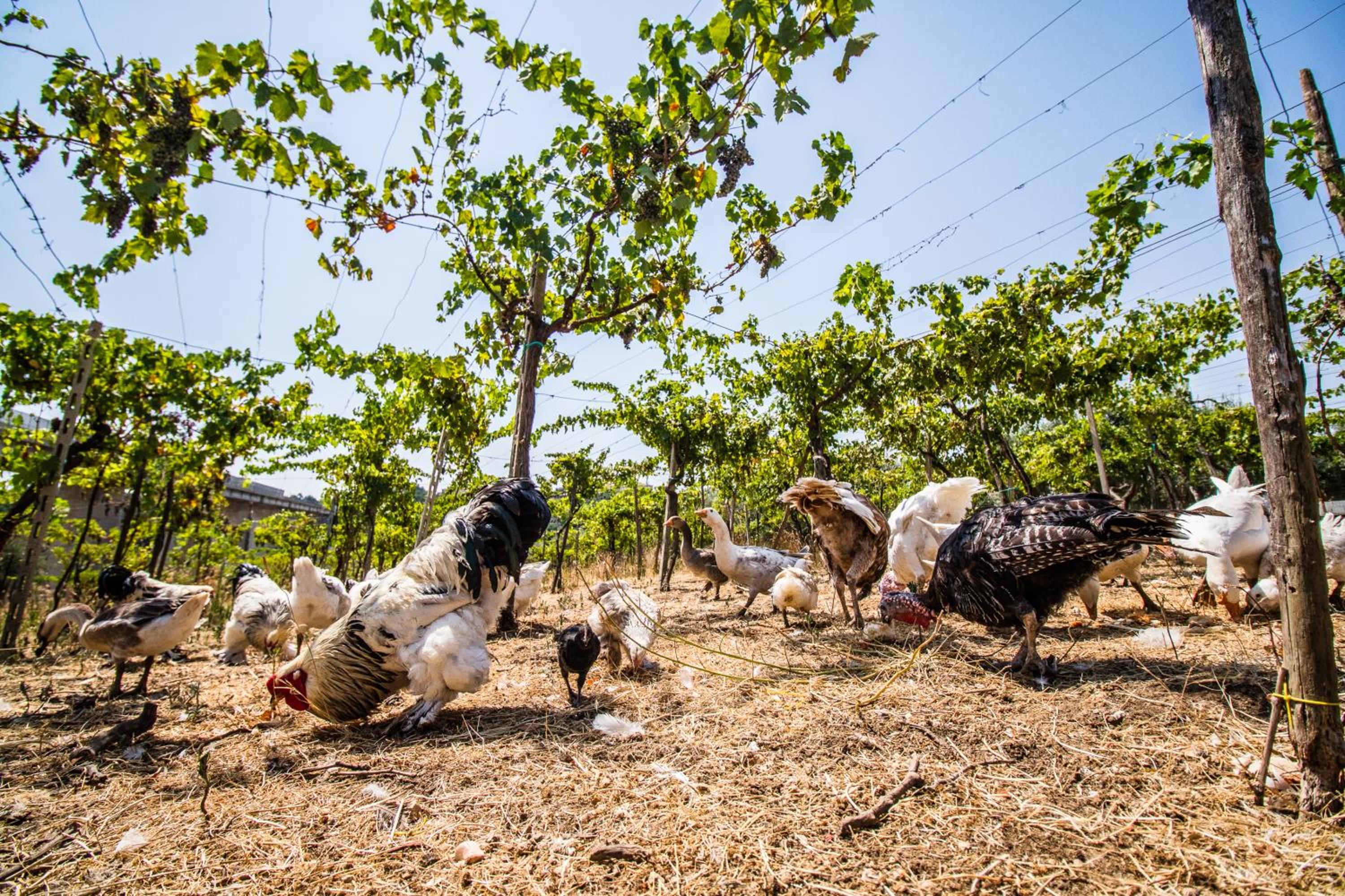 Il Gallo Con Gli Stivali