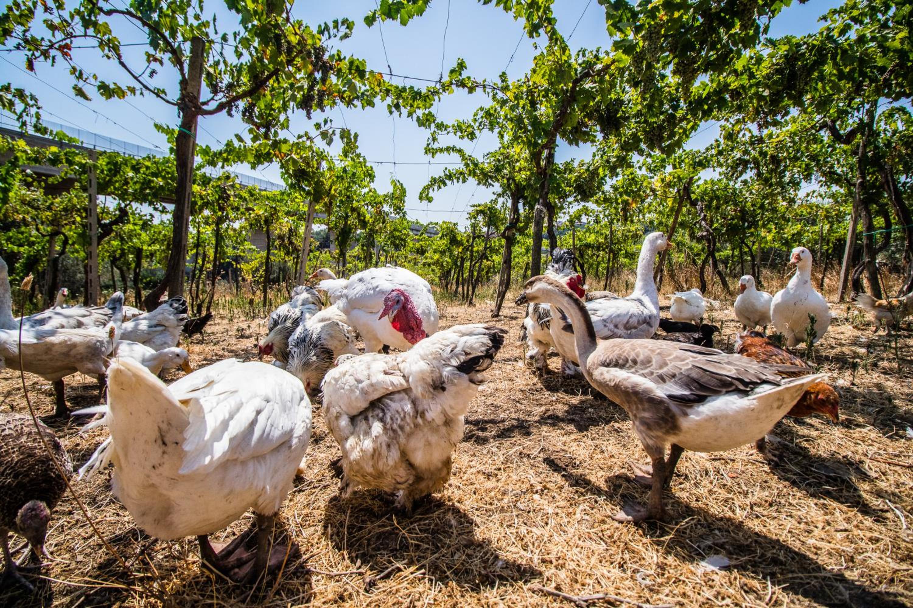 Il Gallo Con Gli Stivali