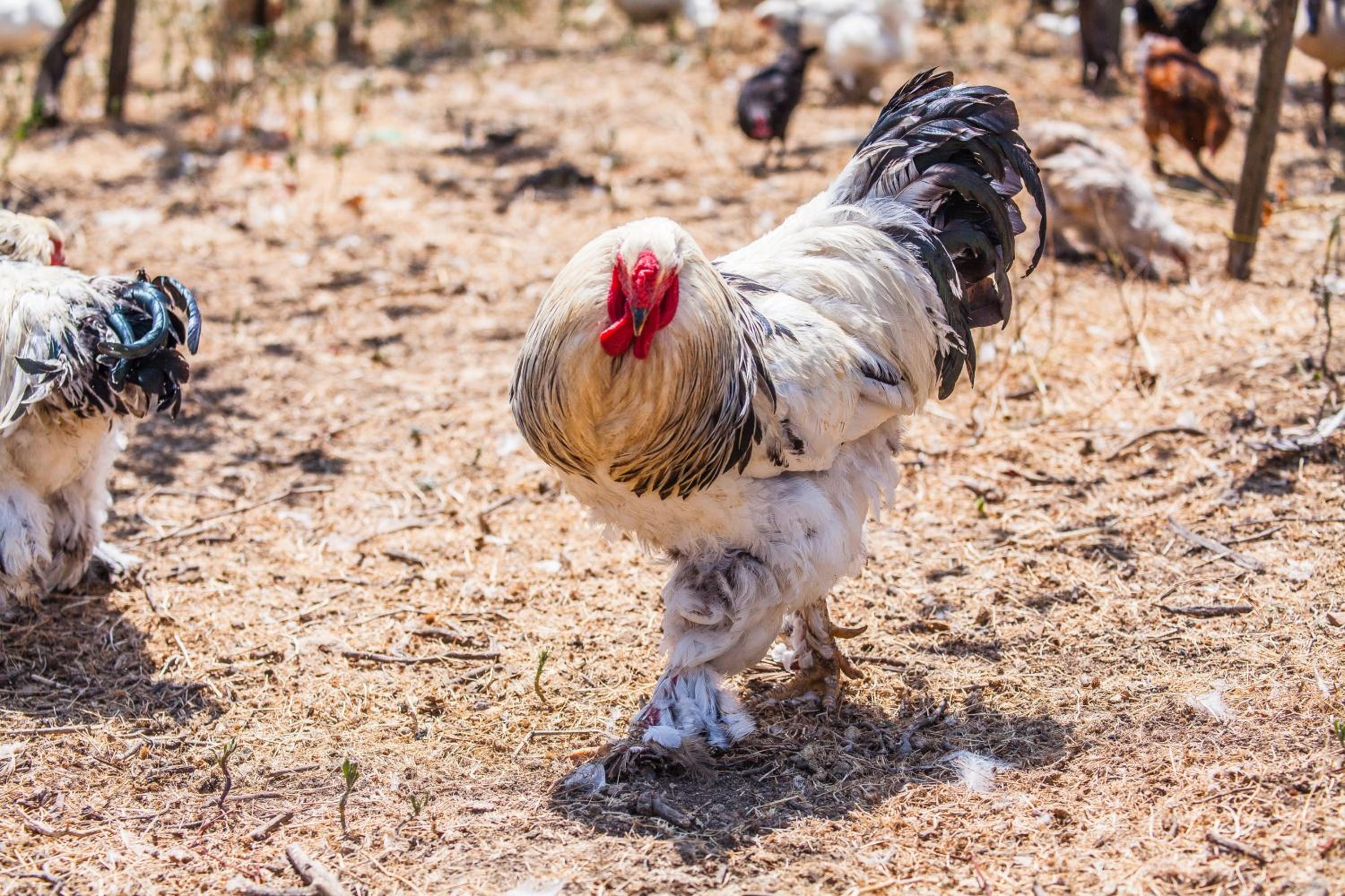 Il Gallo Con Gli Stivali