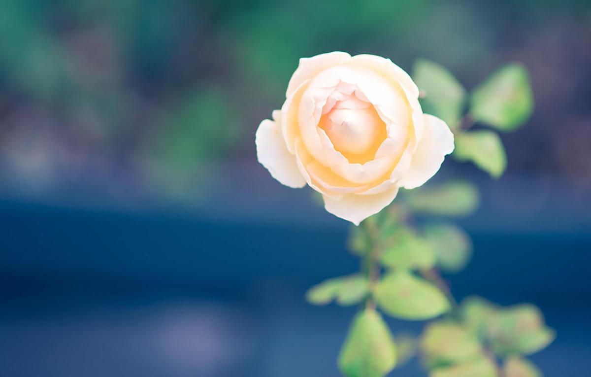 Bed of Roses