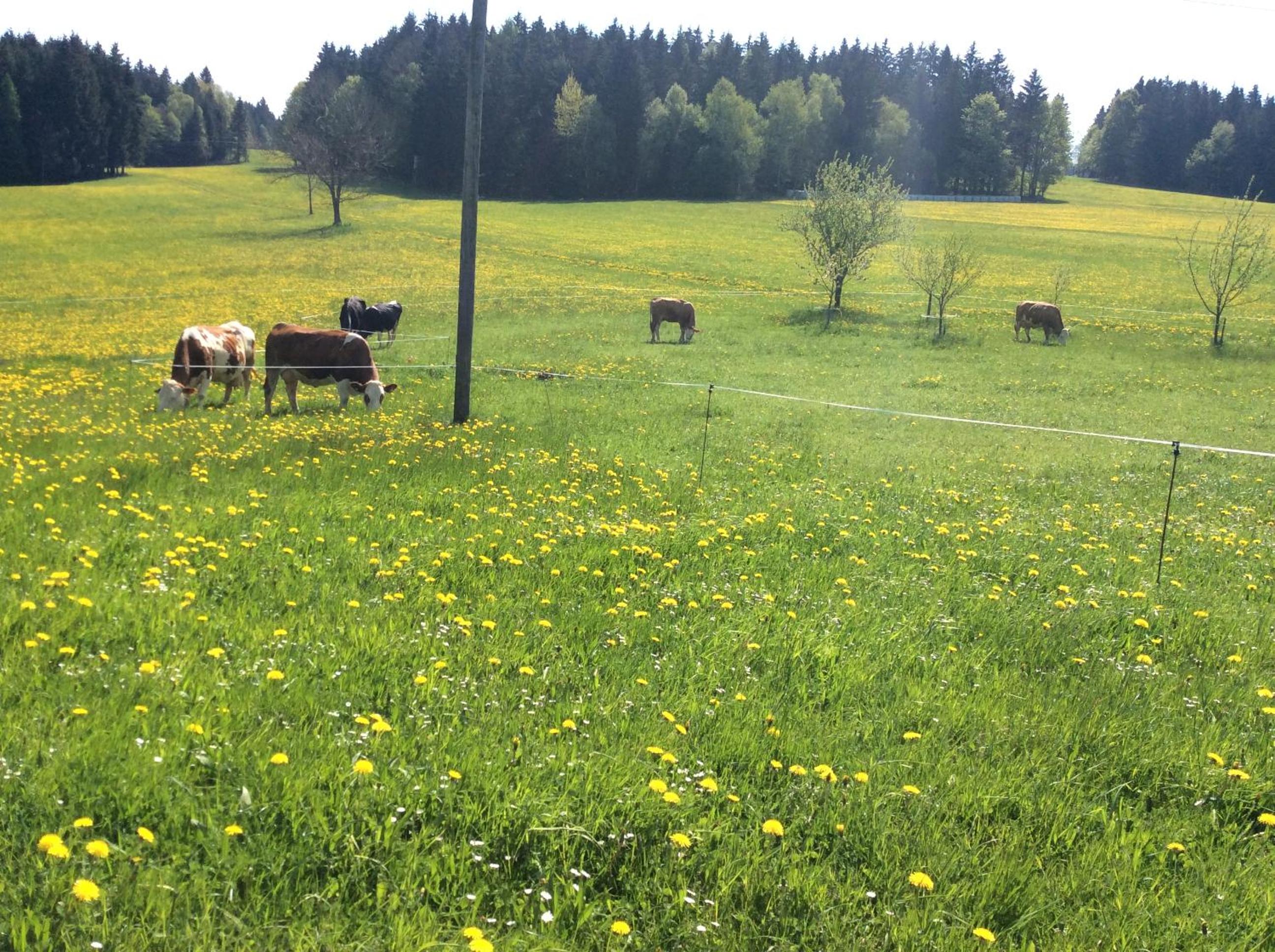 Ferienbauernhof Koller (Familie Hofer) - Urlaub am Bauernhof