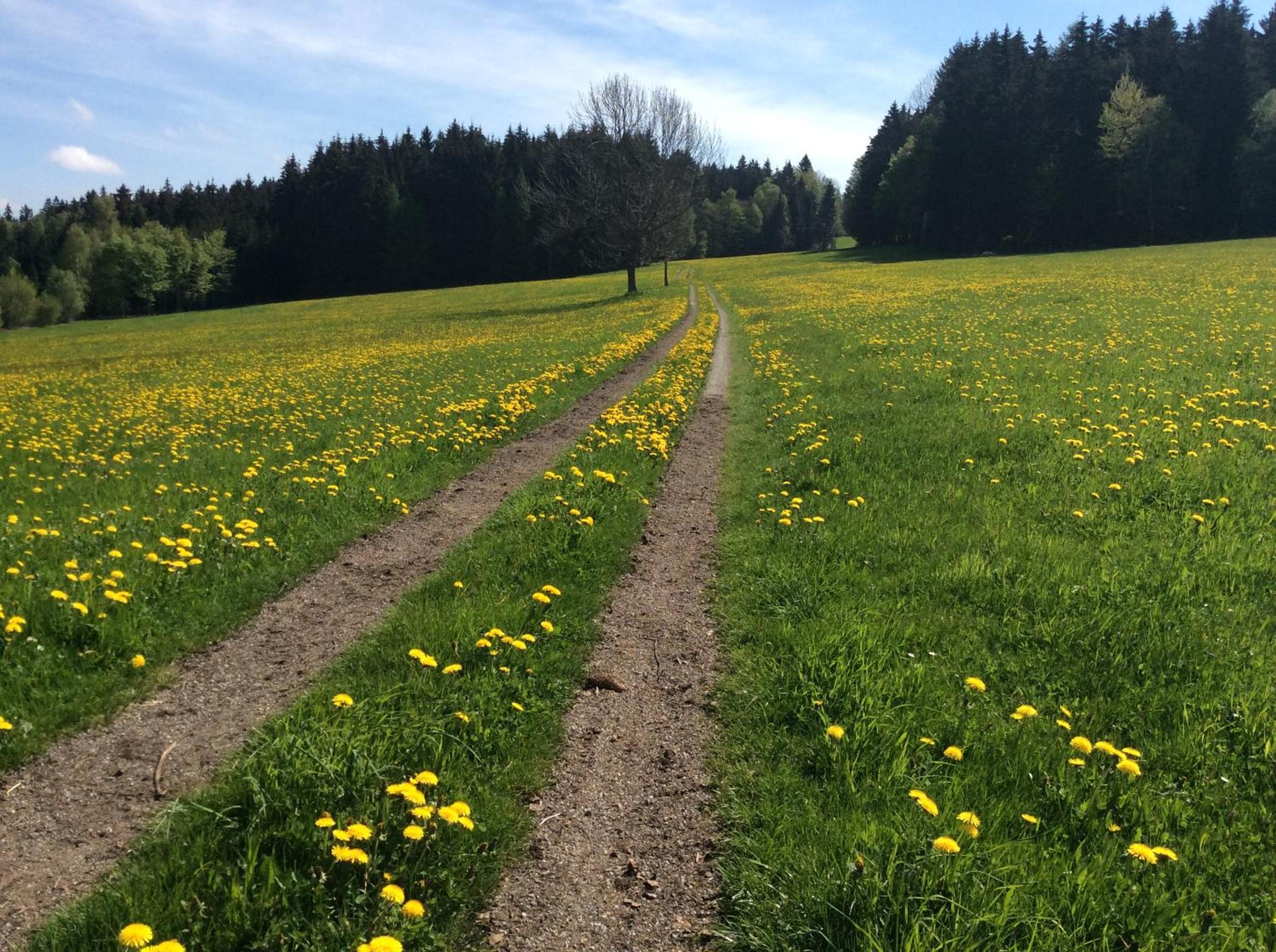 Ferienbauernhof Koller (Familie Hofer) - Urlaub am Bauernhof