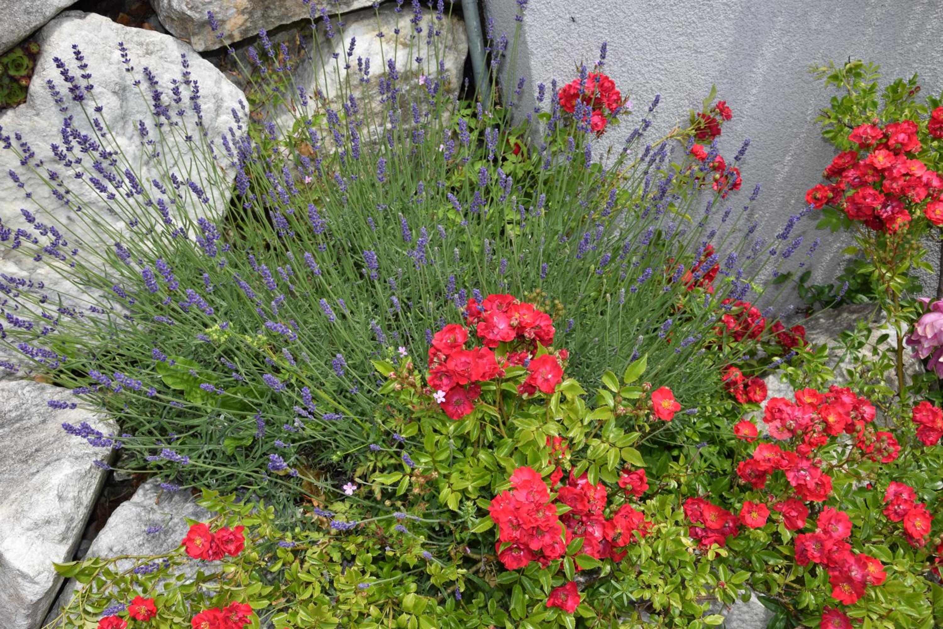 Ferienwohnung Albel