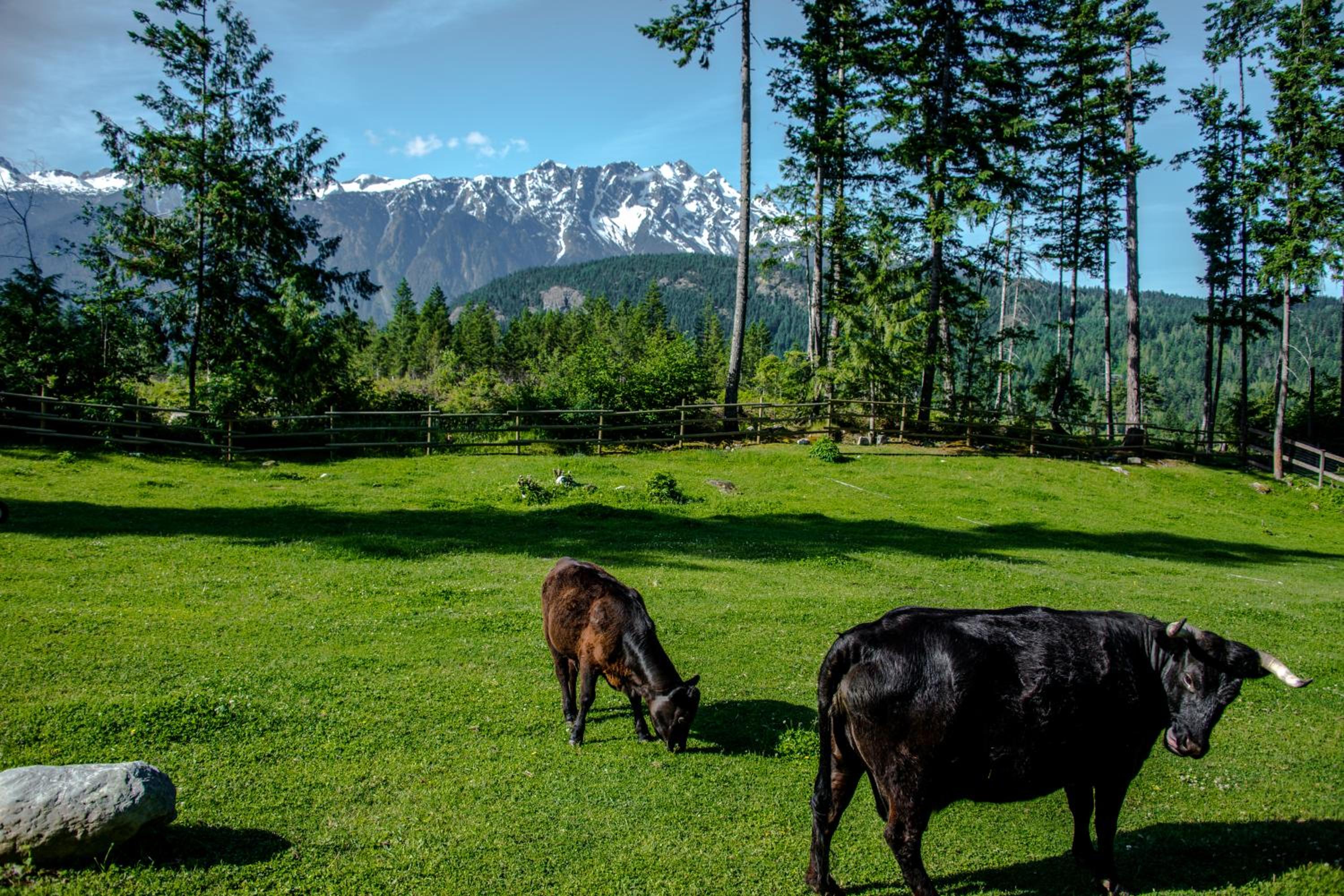 Sweetwater Lane Farm