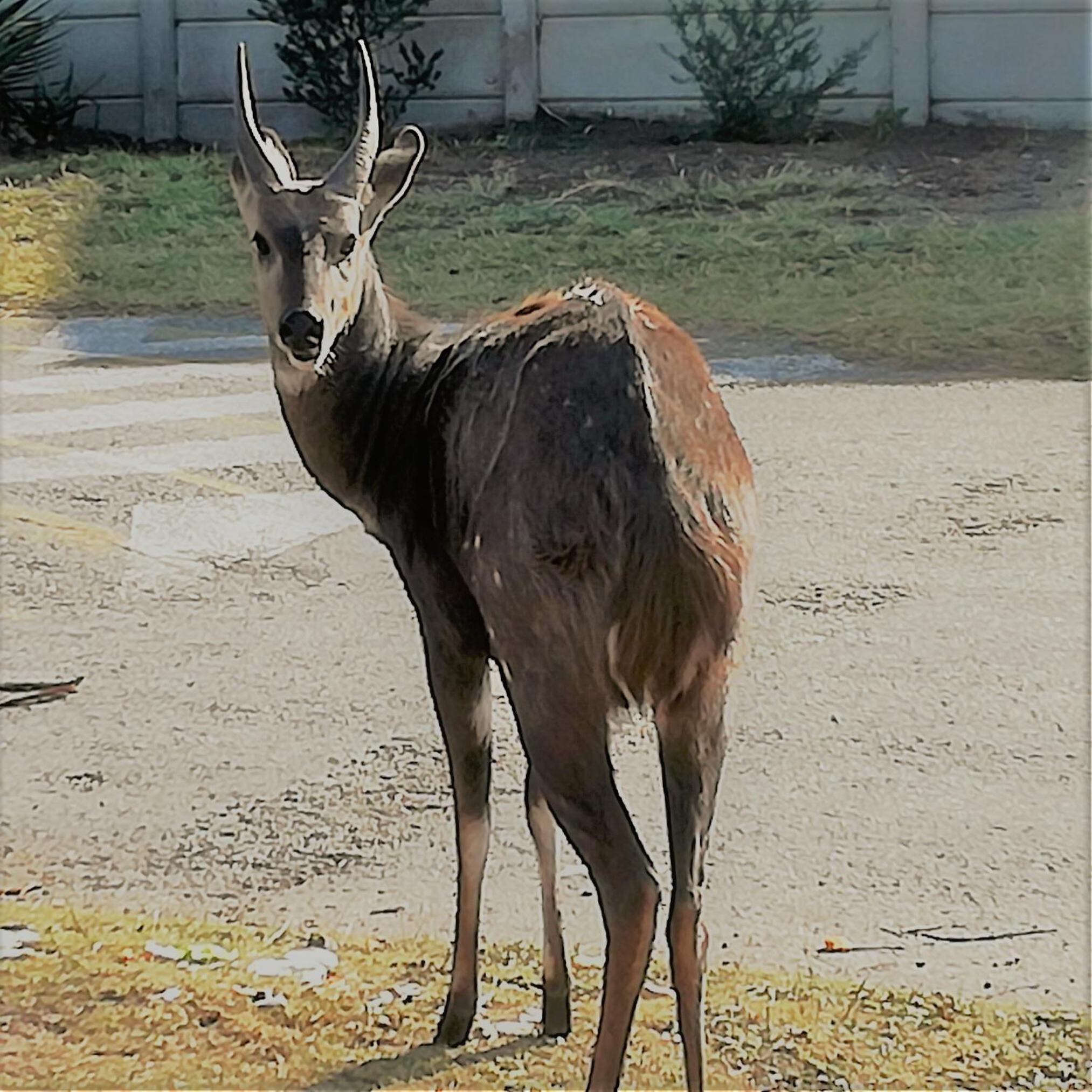 Brenton Bushbuck Lookout