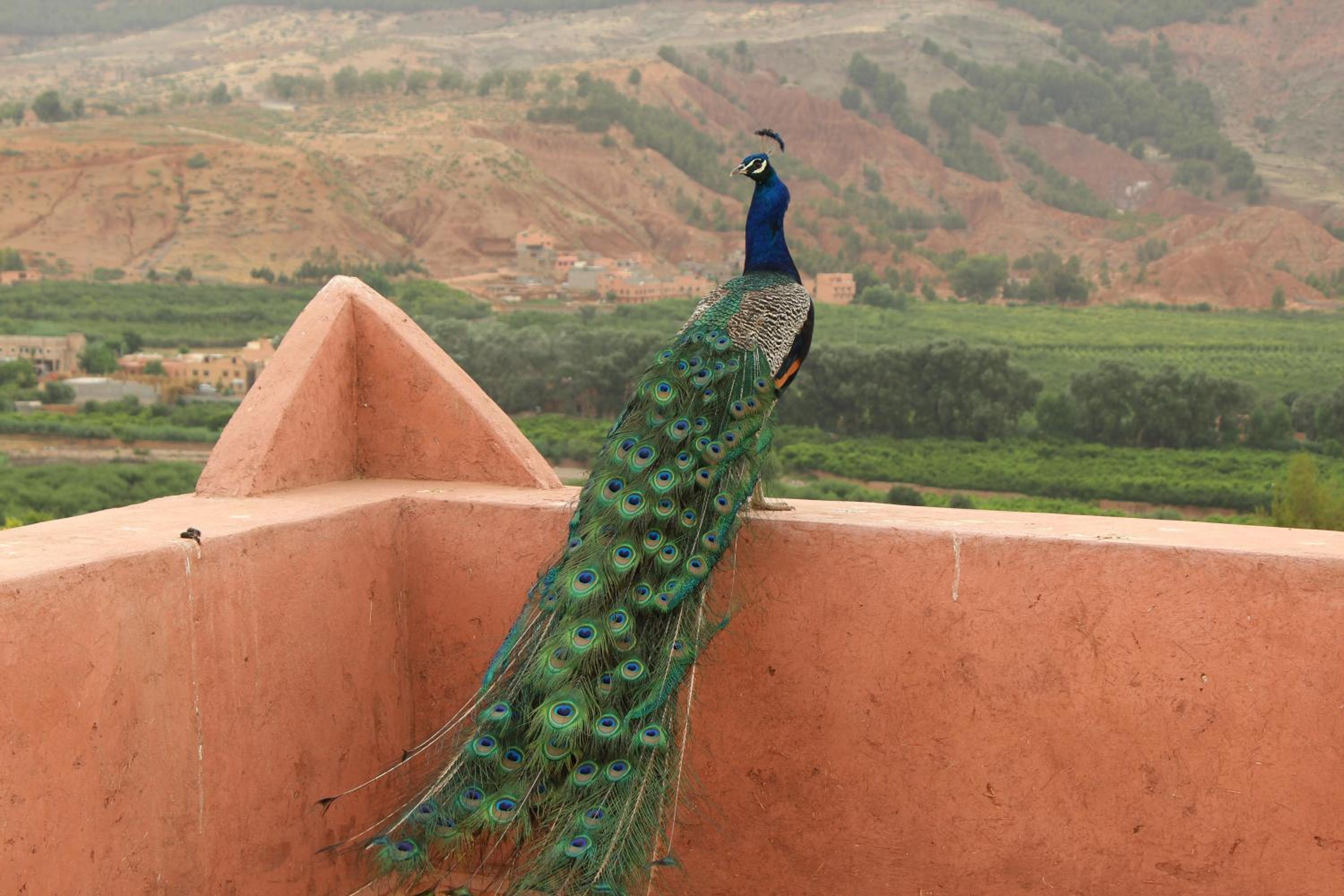 Riad Aslda