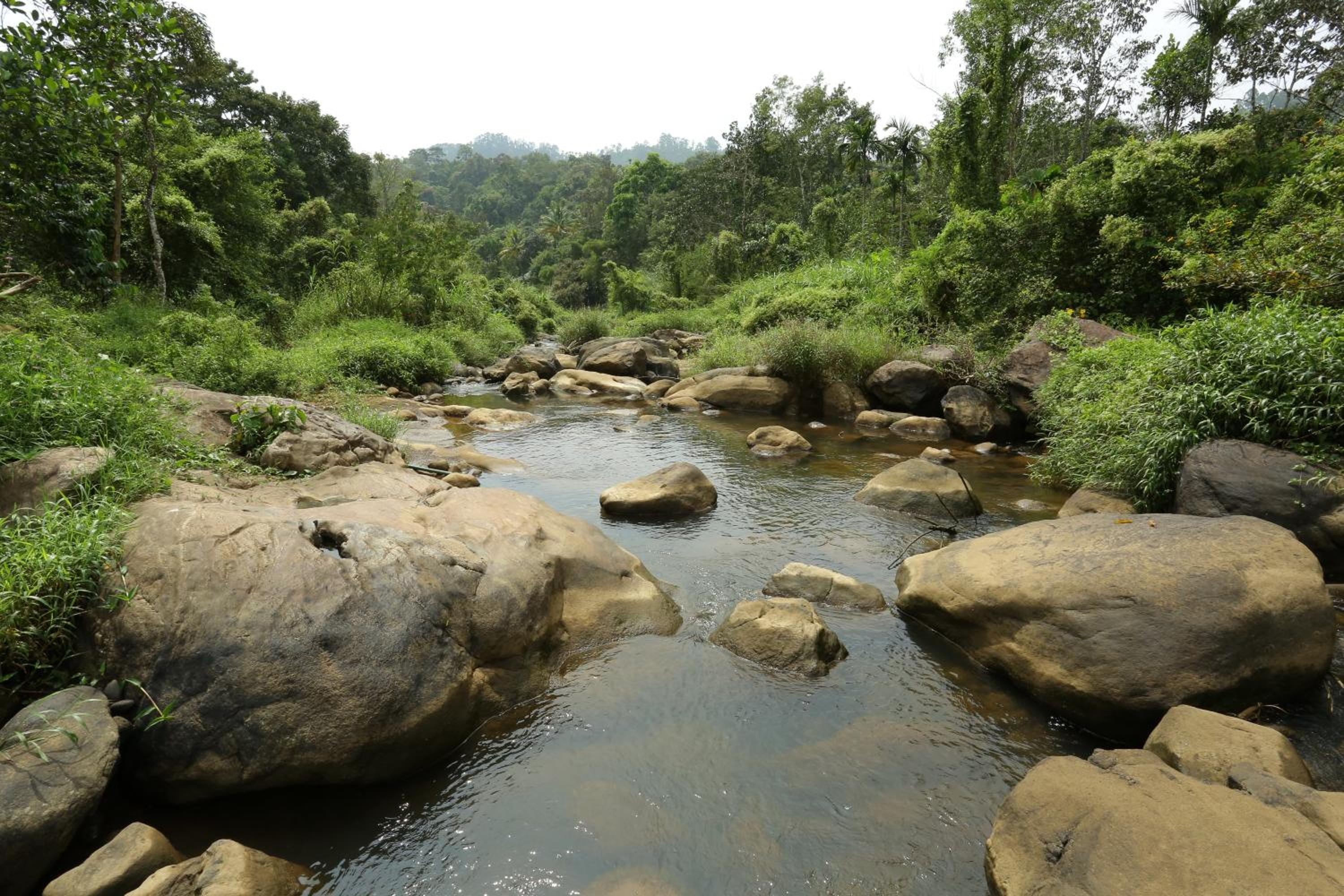 Munnar Vacations - Ayursakthi Riverdale - Property Image 17