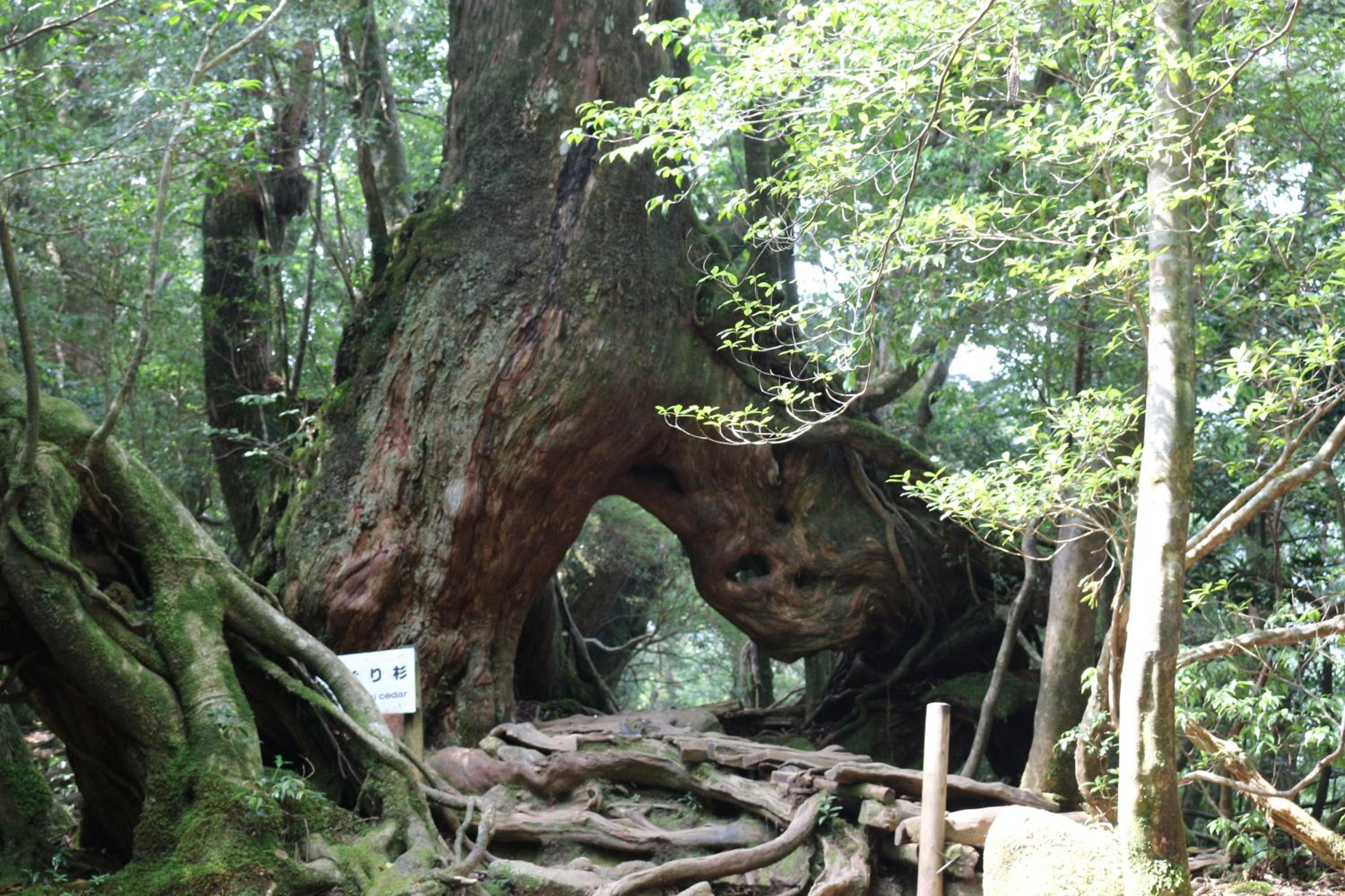 Cottage Yakusugi House