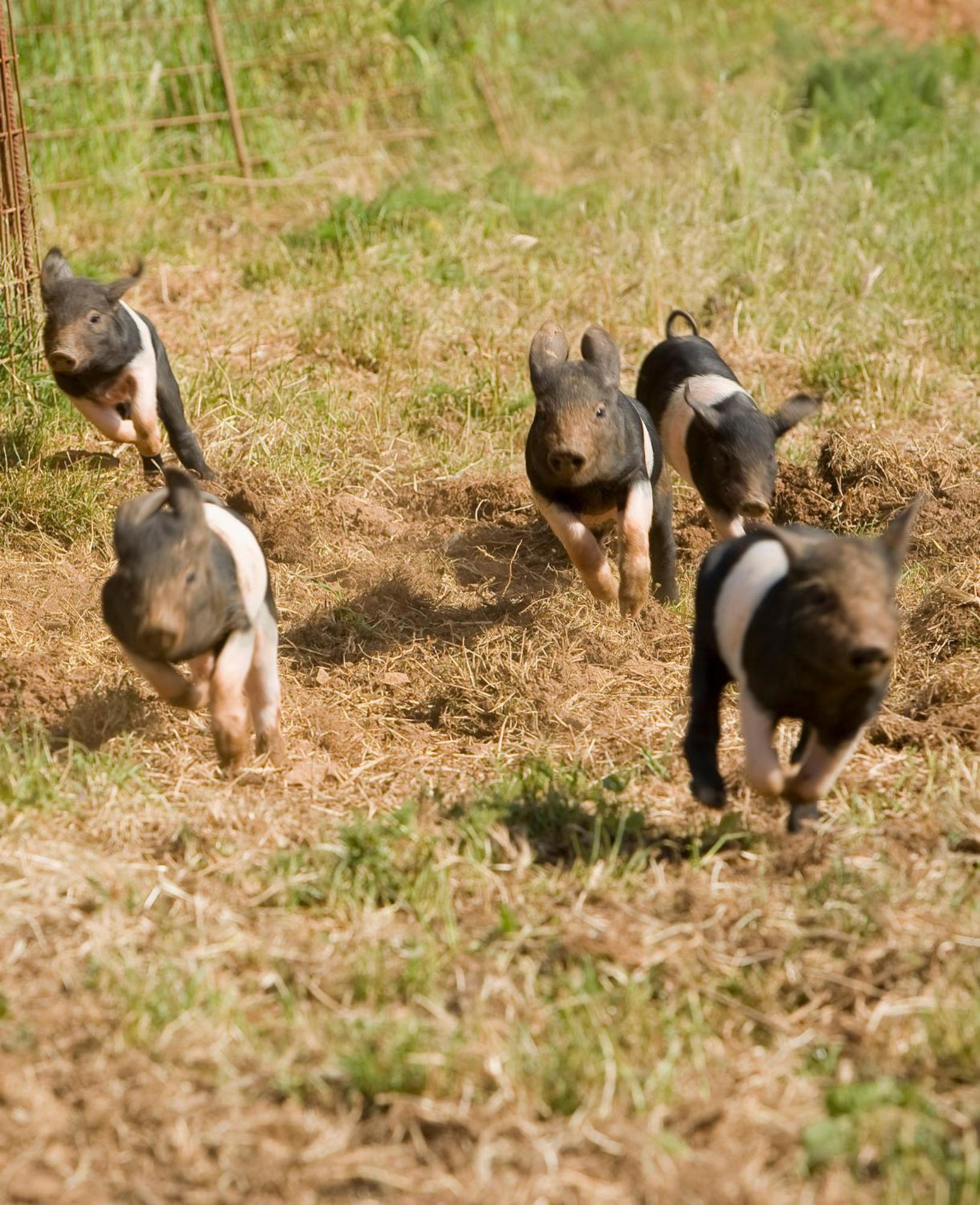 Tenuta di Spannocchia