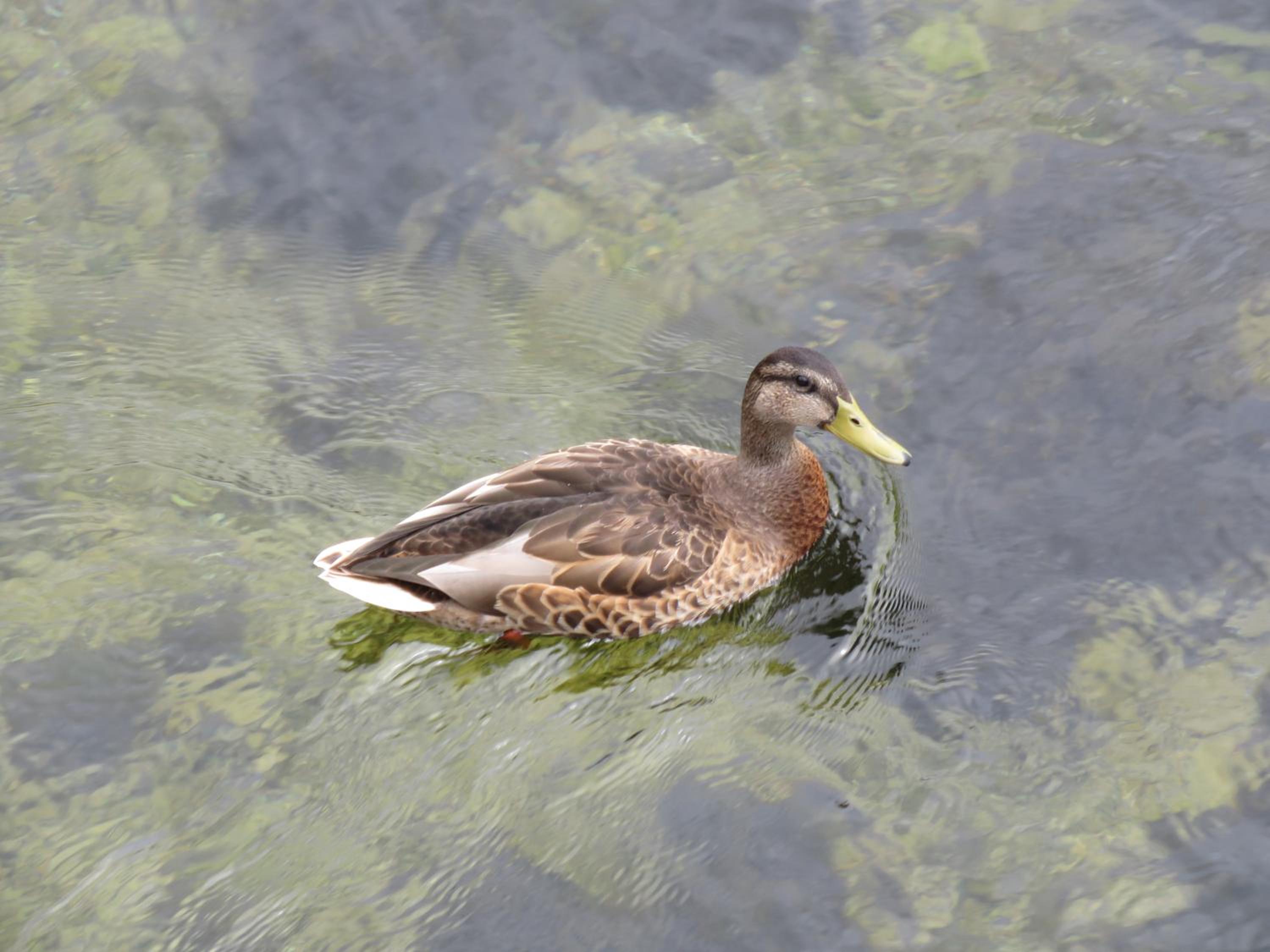 Photo 48