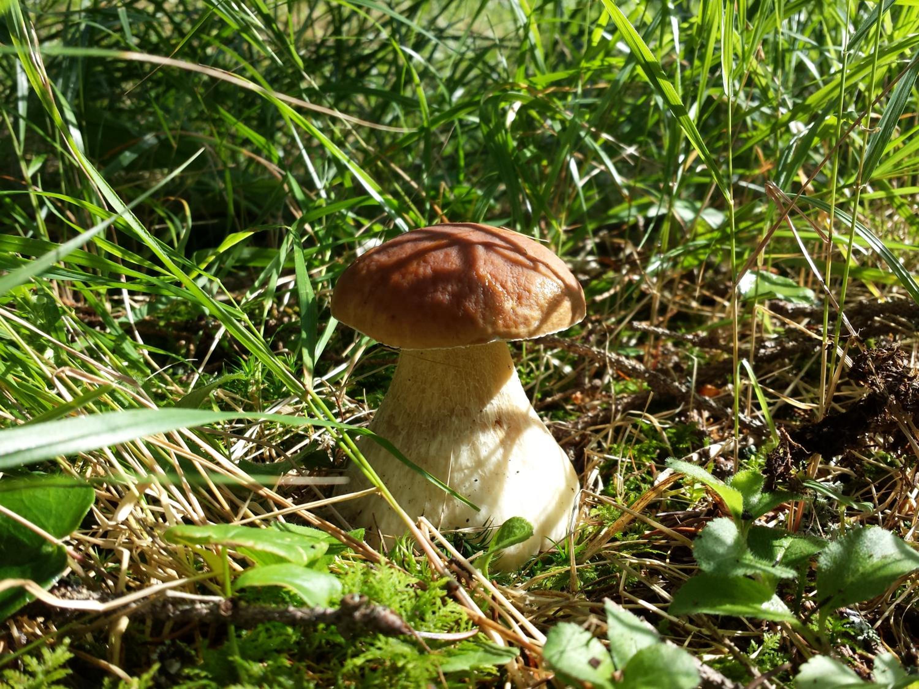 Photo 43