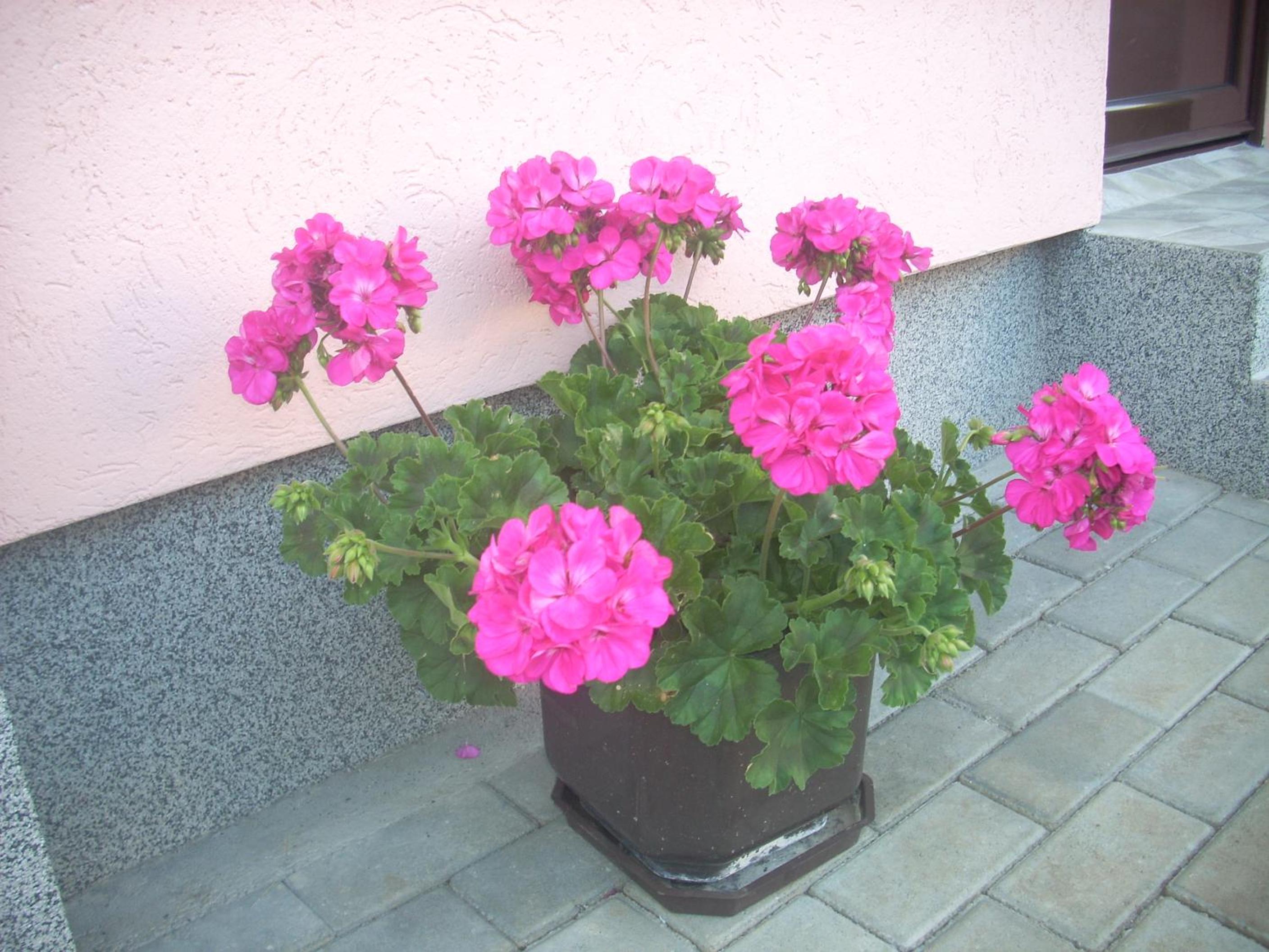 Photo 33