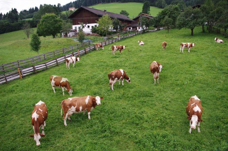 Schartlhof