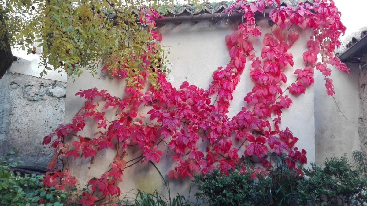 L'albero di Giuggiole photo 4